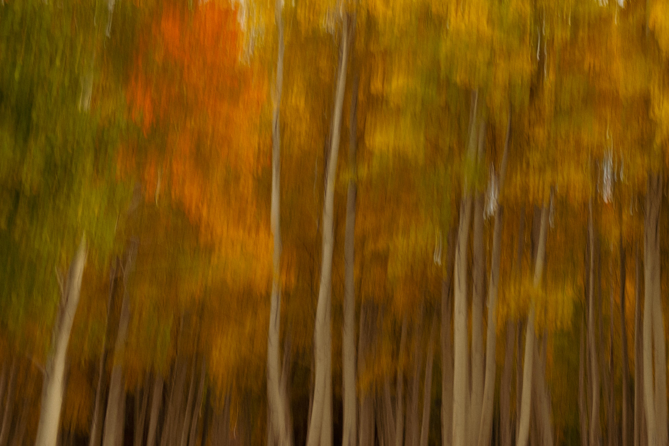 ICM Autumn fall in Flagstaff Arizona, Aspens.