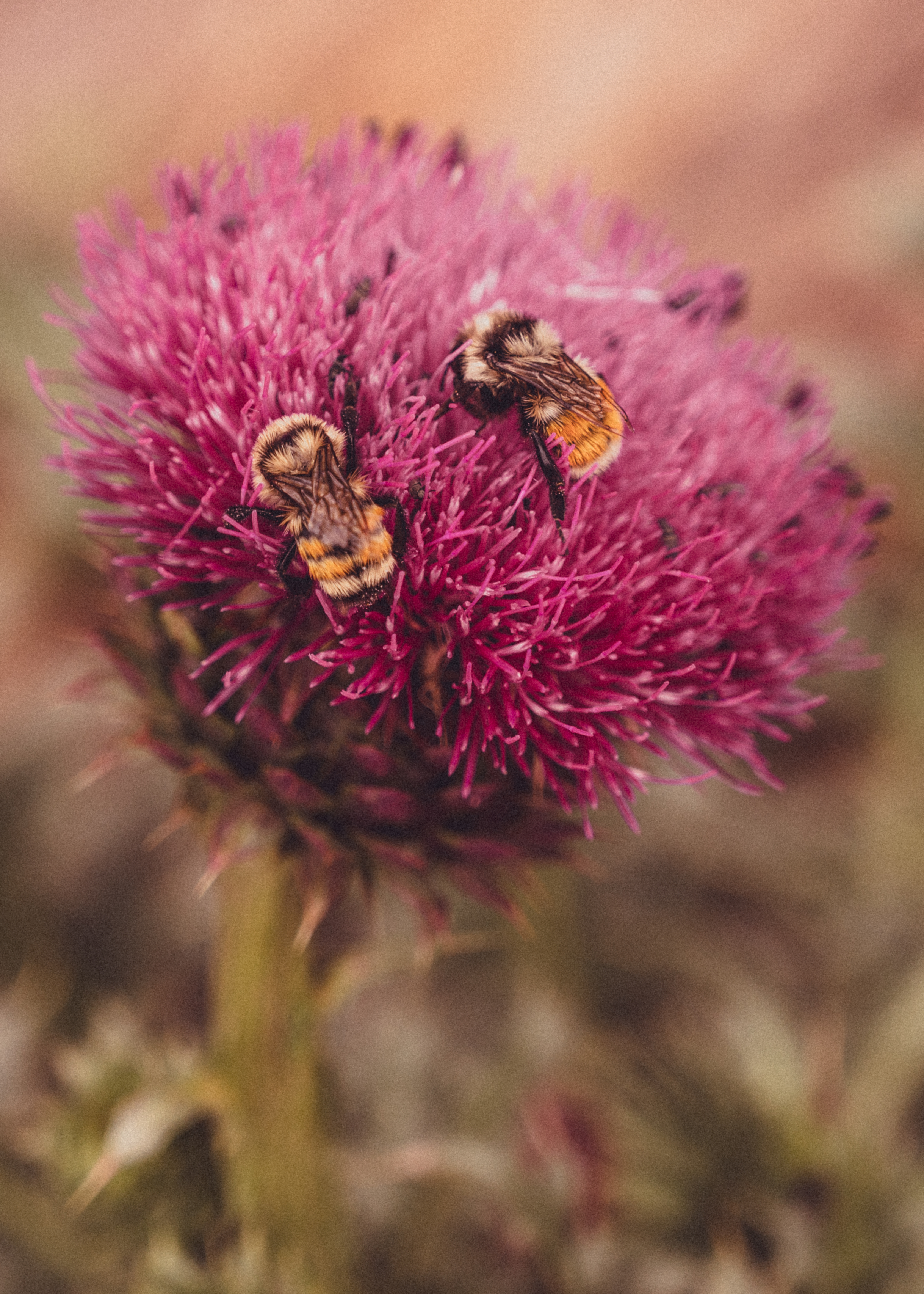 Bumble bees pollinating thistle in Greer Arizona.