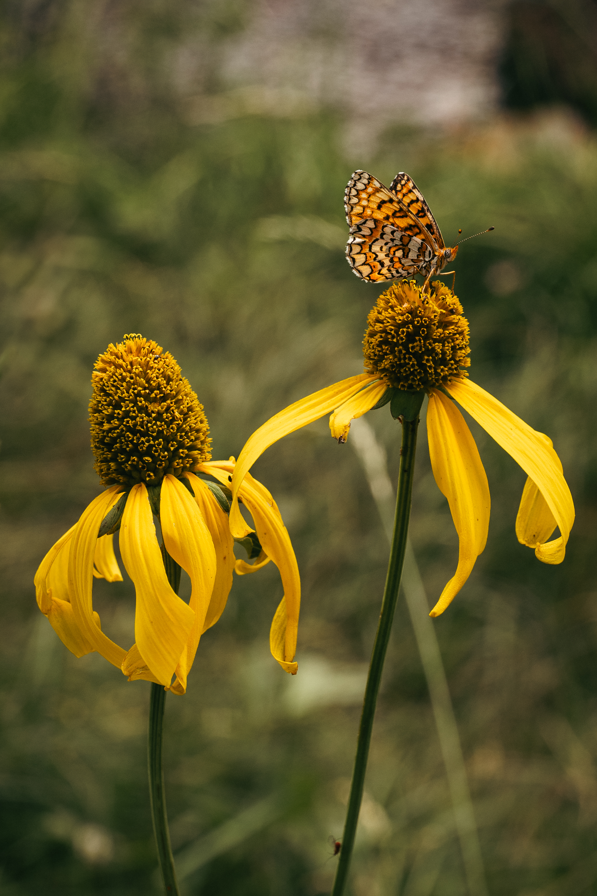 Butterfly pollinating flowers in Greer Arizona, Government Springs Trail.