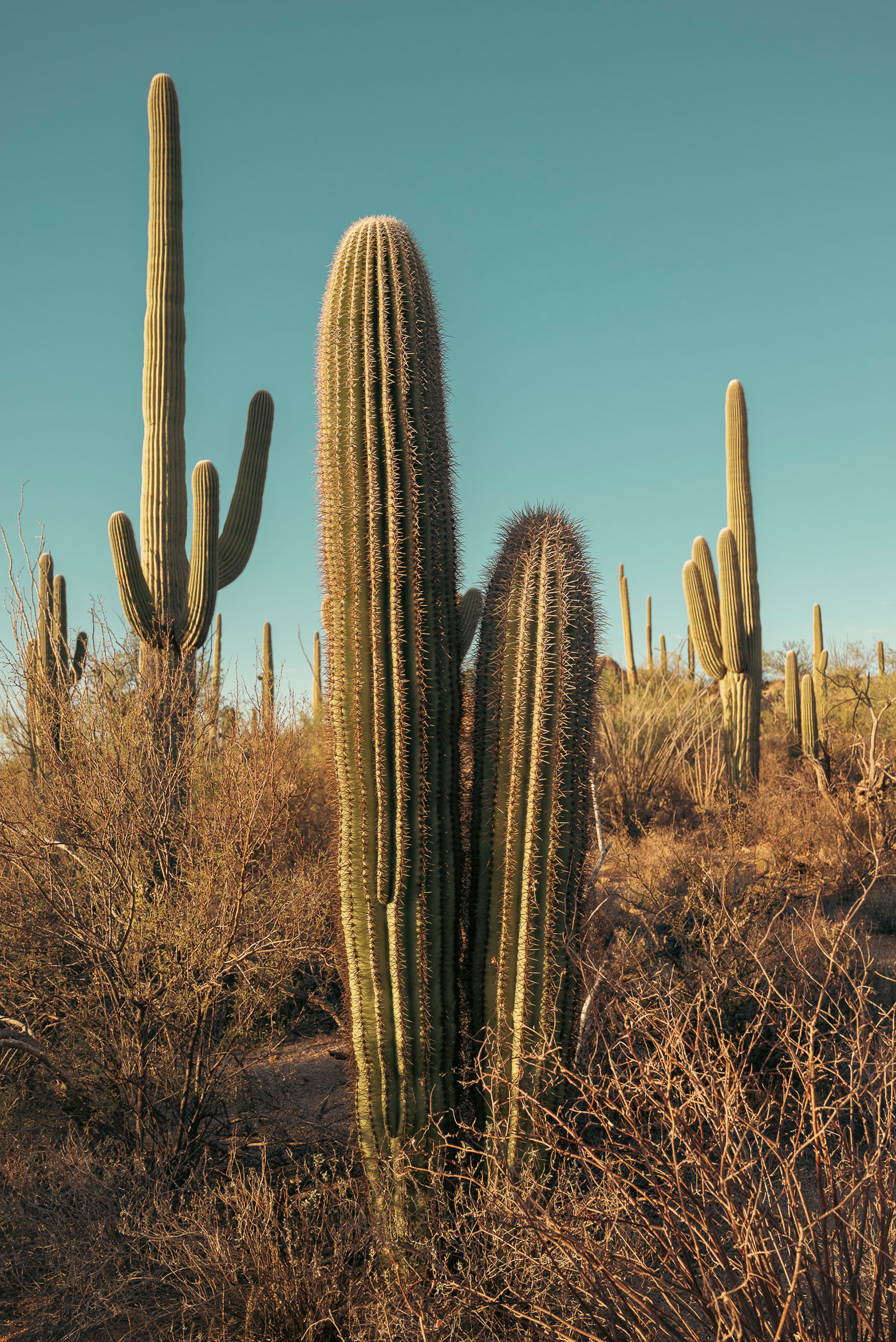 Saguaro cactus at Arizona National Park