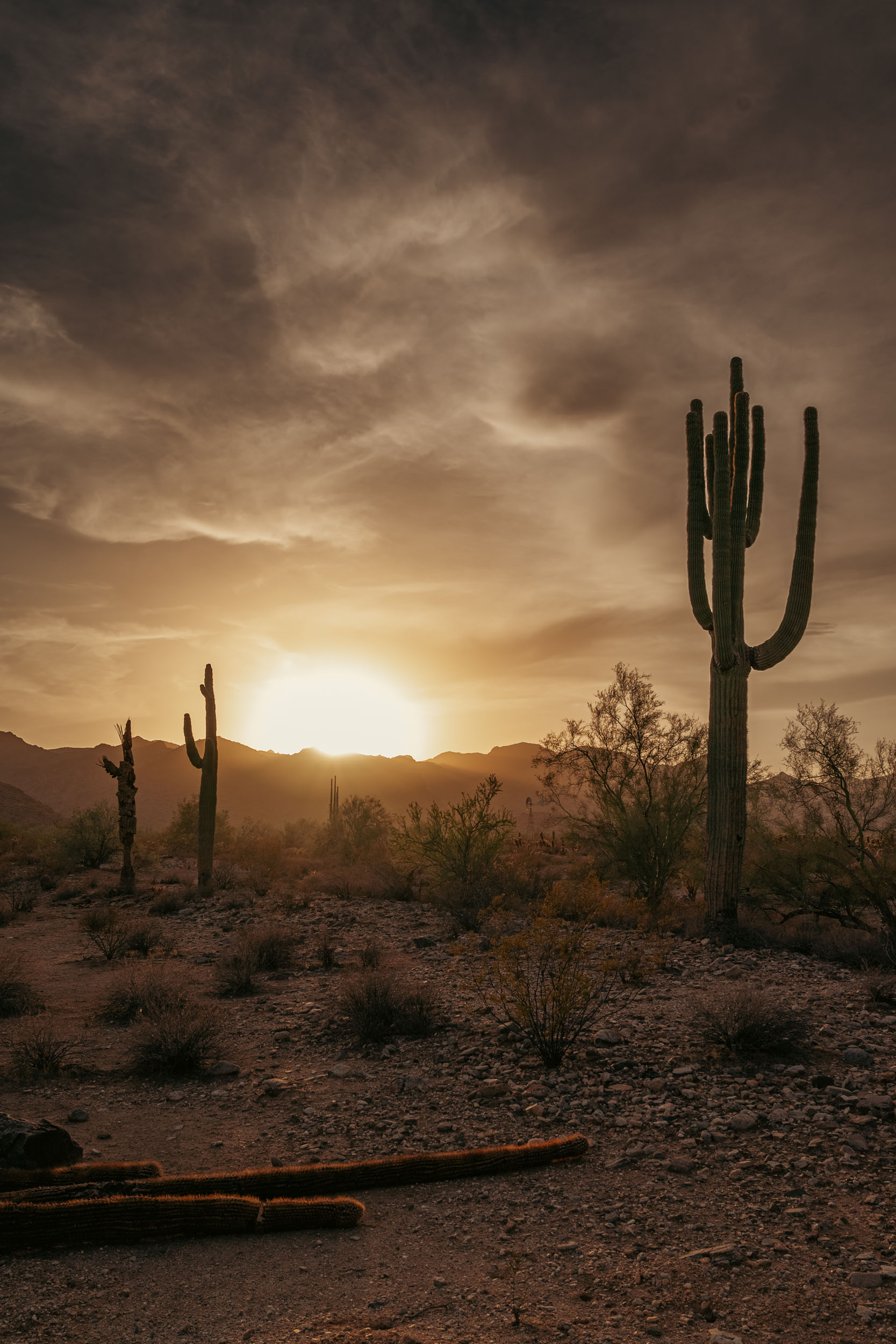 Cloudy, desert sunset with Saguaro cactus and White Tank Mountains in the distance.