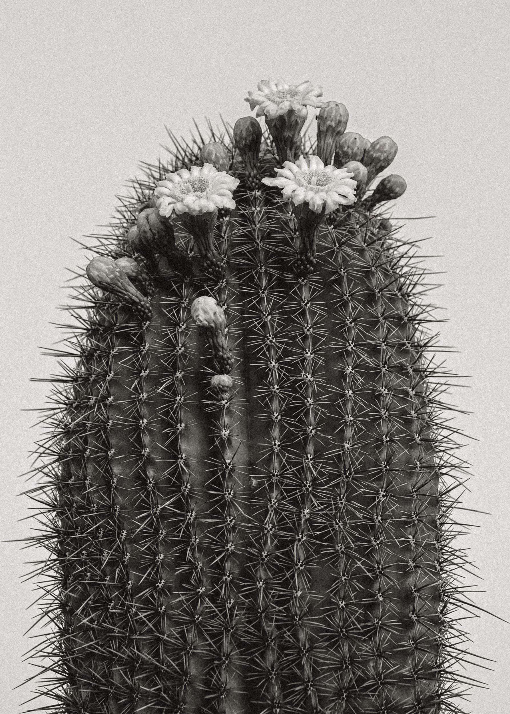 Saguaro cactus bloom flower, Southwest Arizona desert