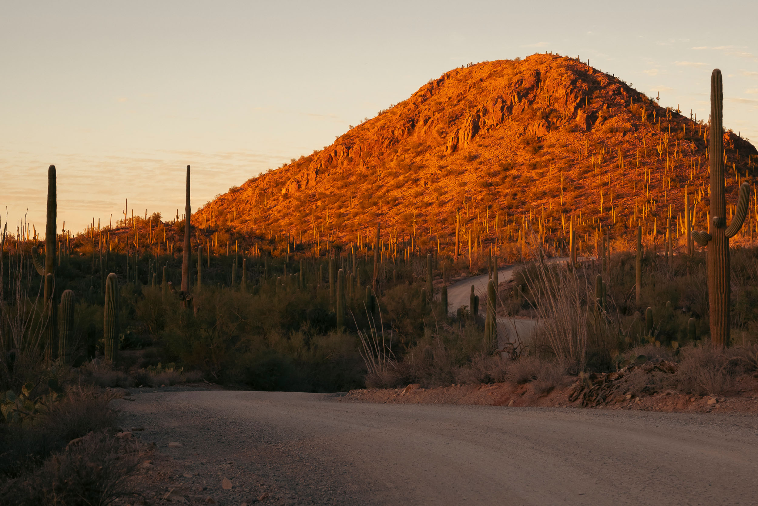 Winding dirt road through Saguaro cactus and hillside during golden hour lighting at National Park.