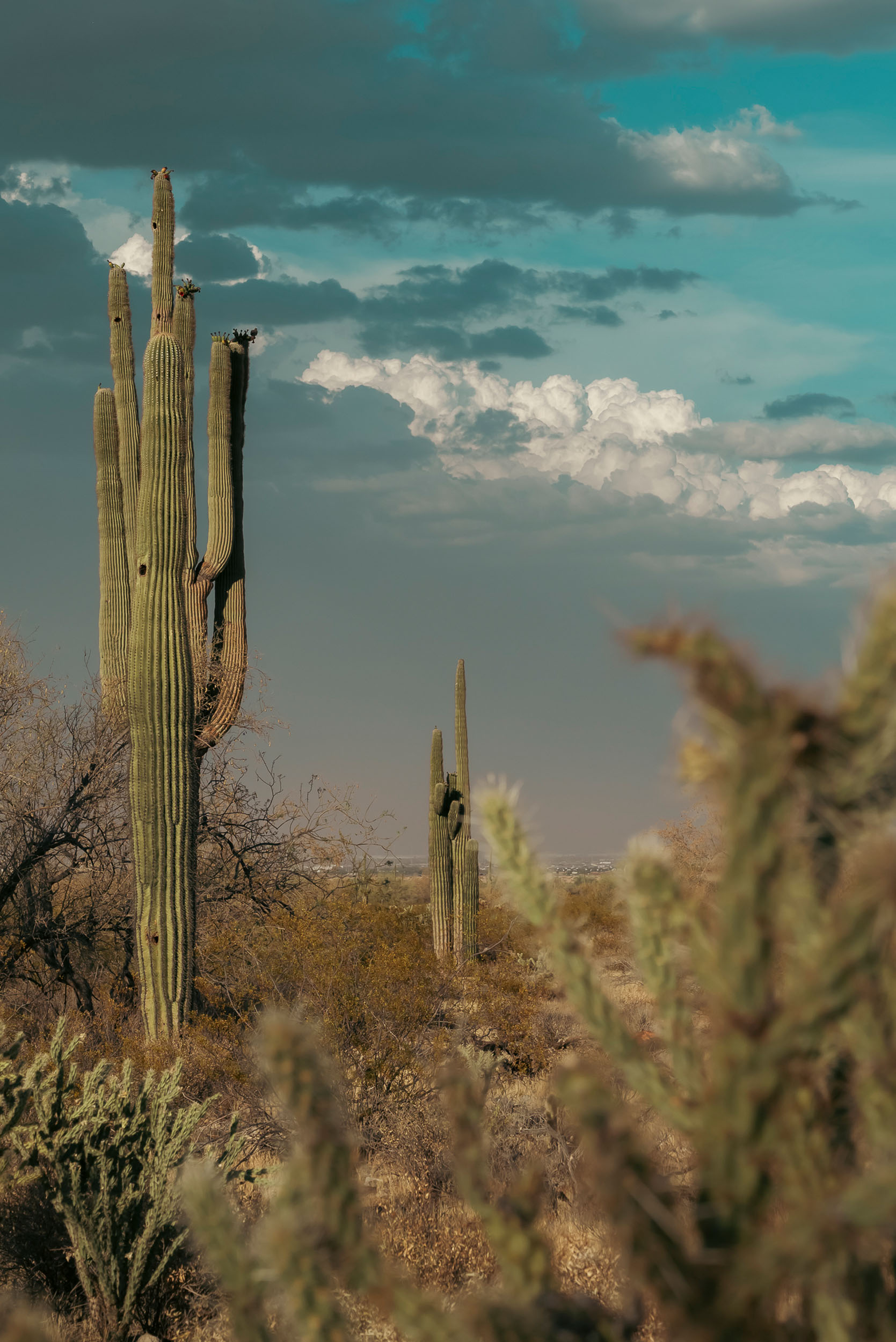 Monsoon clouds rolling in over the southwest desert landscape scattered with Saguaro cactus.