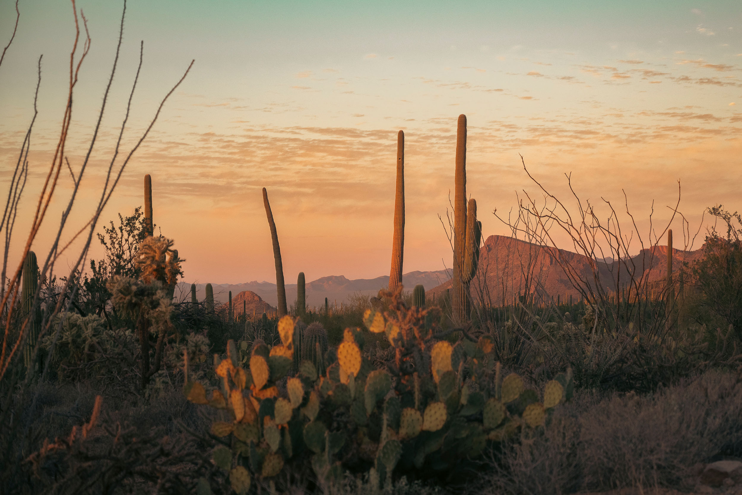 Desert landscape of cactus, cliffs and hills in Saguaro National Park.