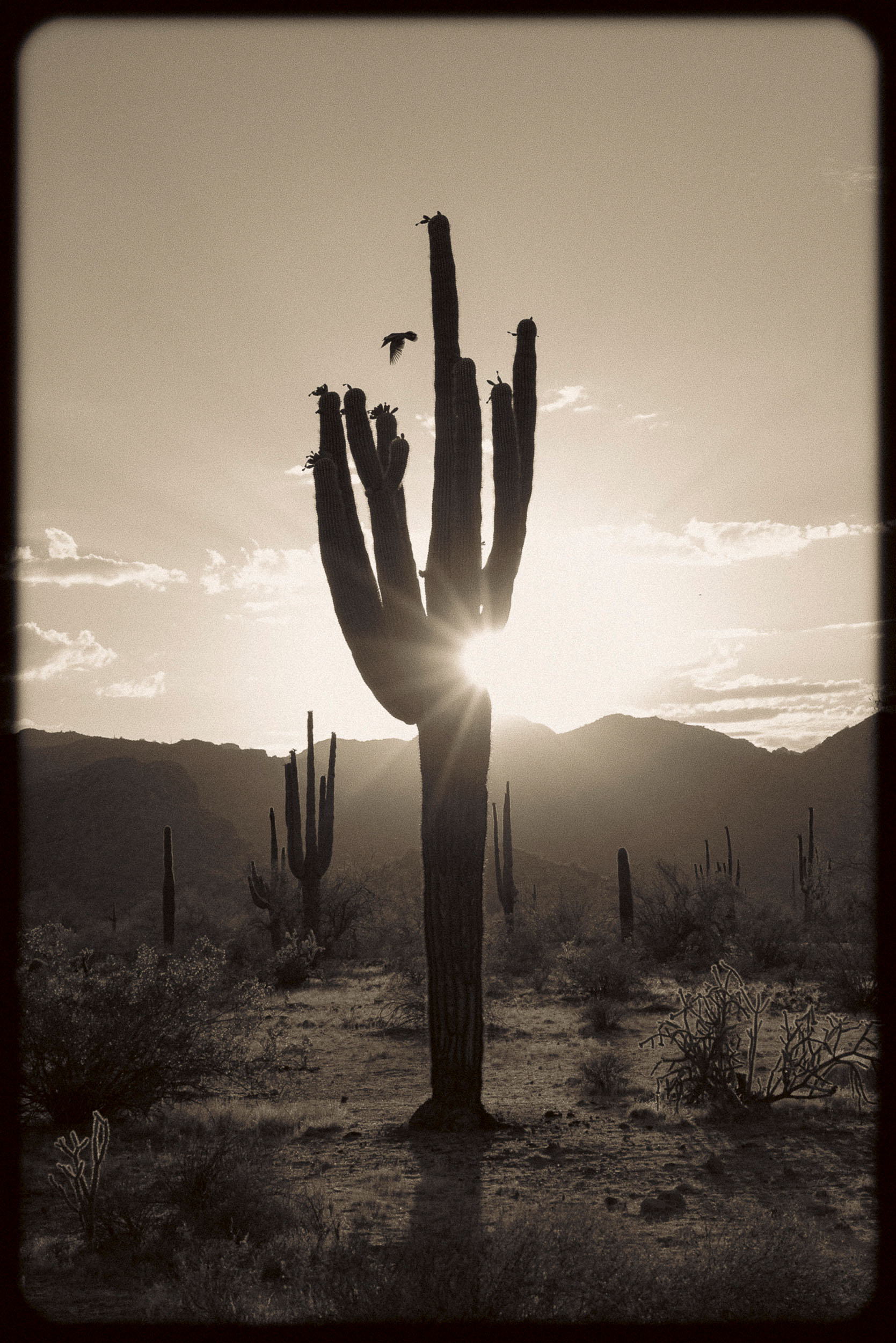 Saguaro silhouette in the foreground with sunbeams, mountains and bird in the backdrop.