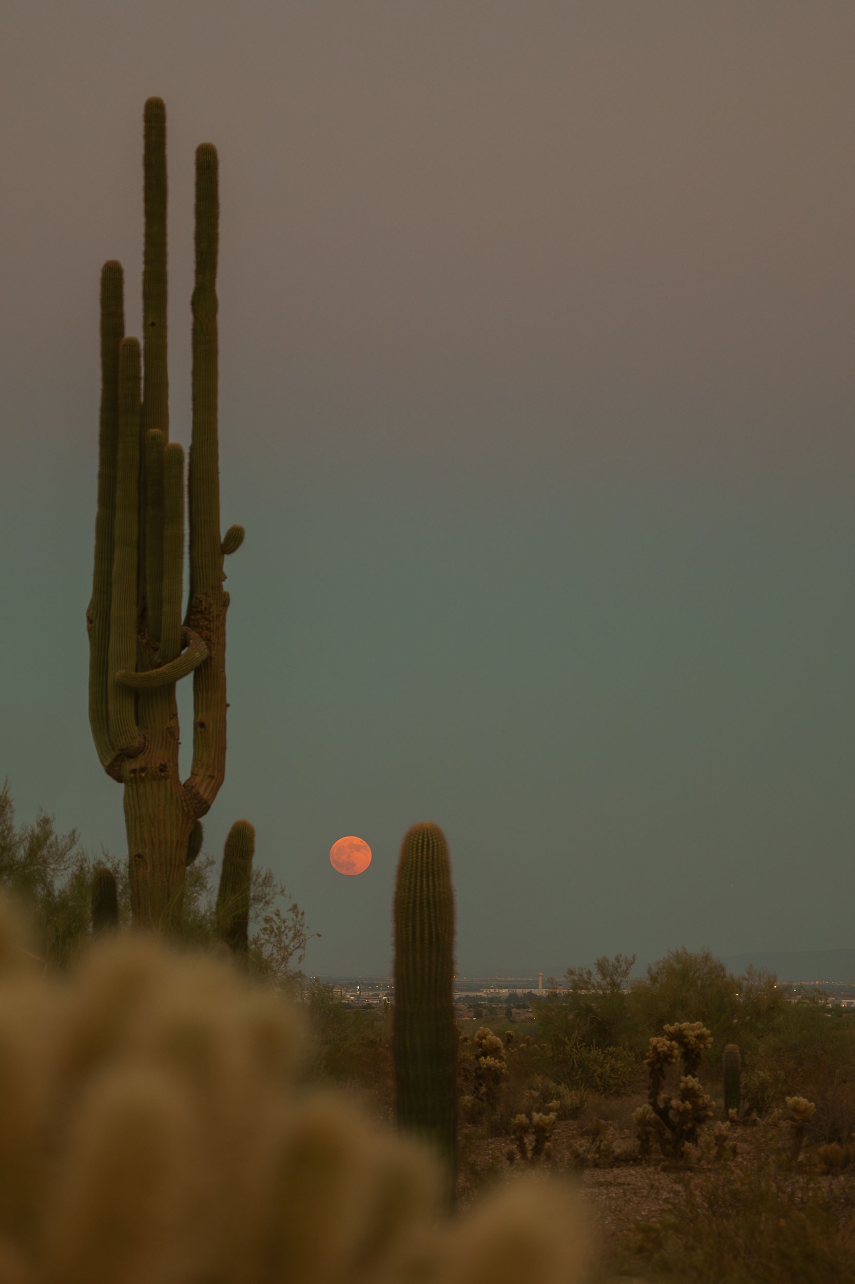 Full moon rising over the desert valley between cactus at dusk.