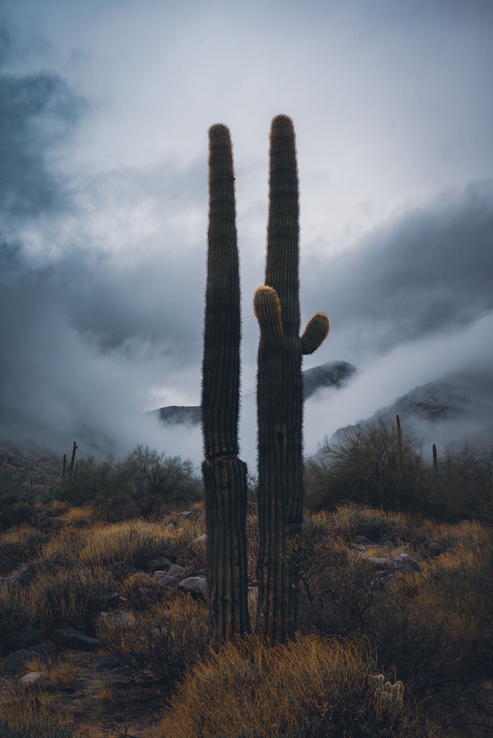 Saguaro cactus with a gloomy backdrop of low, dense clouds.