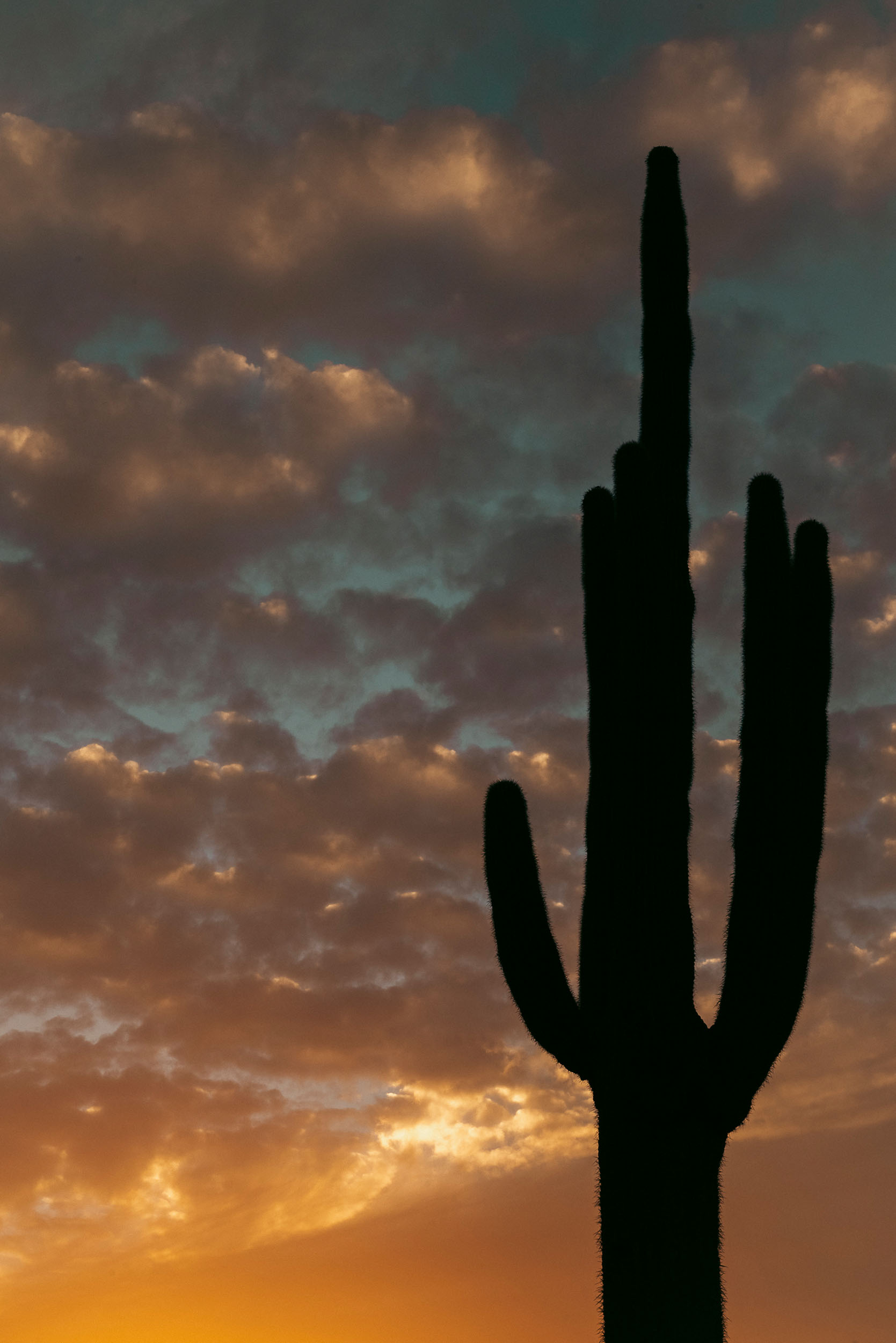 Silhouette of Saguaro cactus against colorful, cloudy, sunset sky.