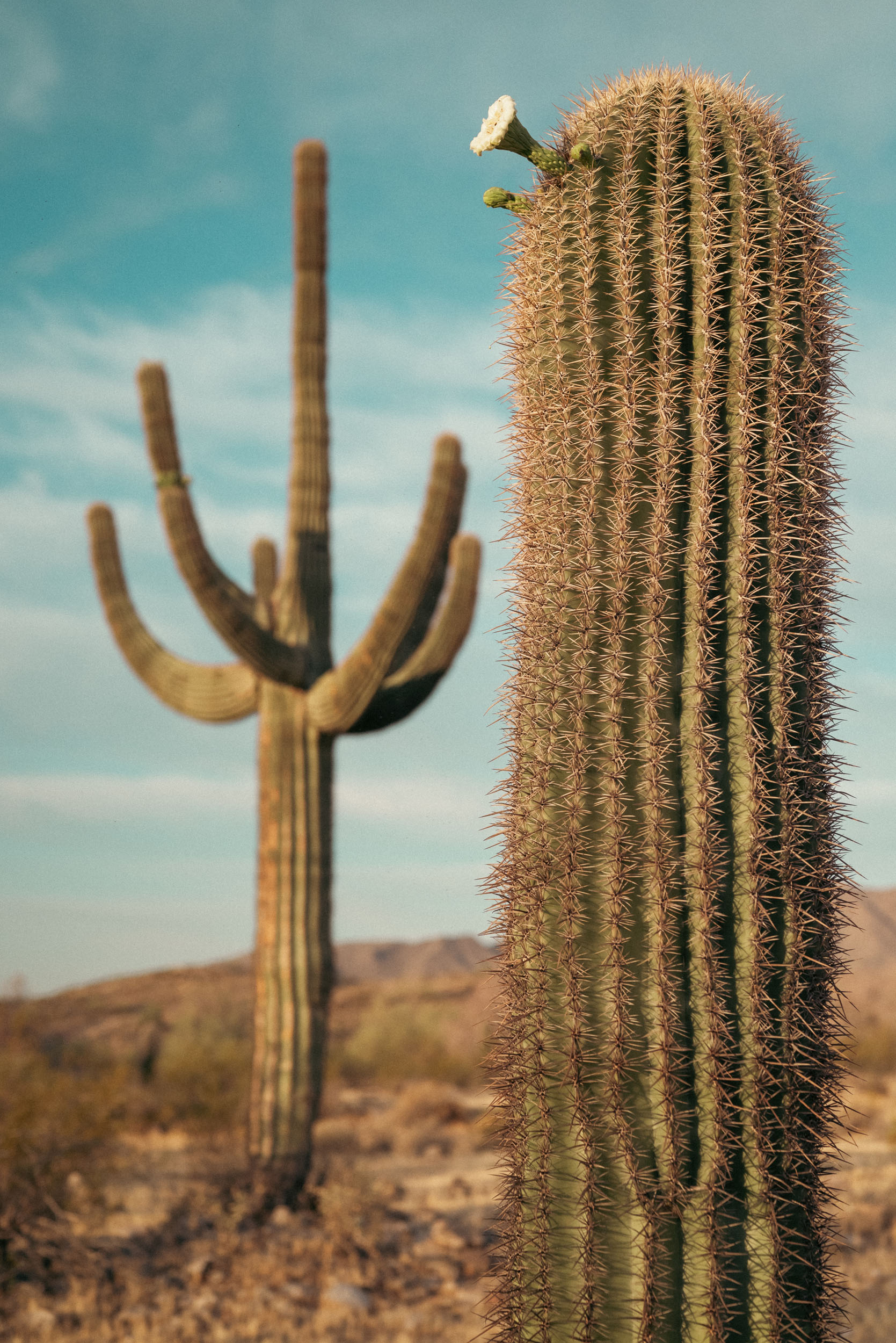 Saguaro cactus with a single flower in bloom.