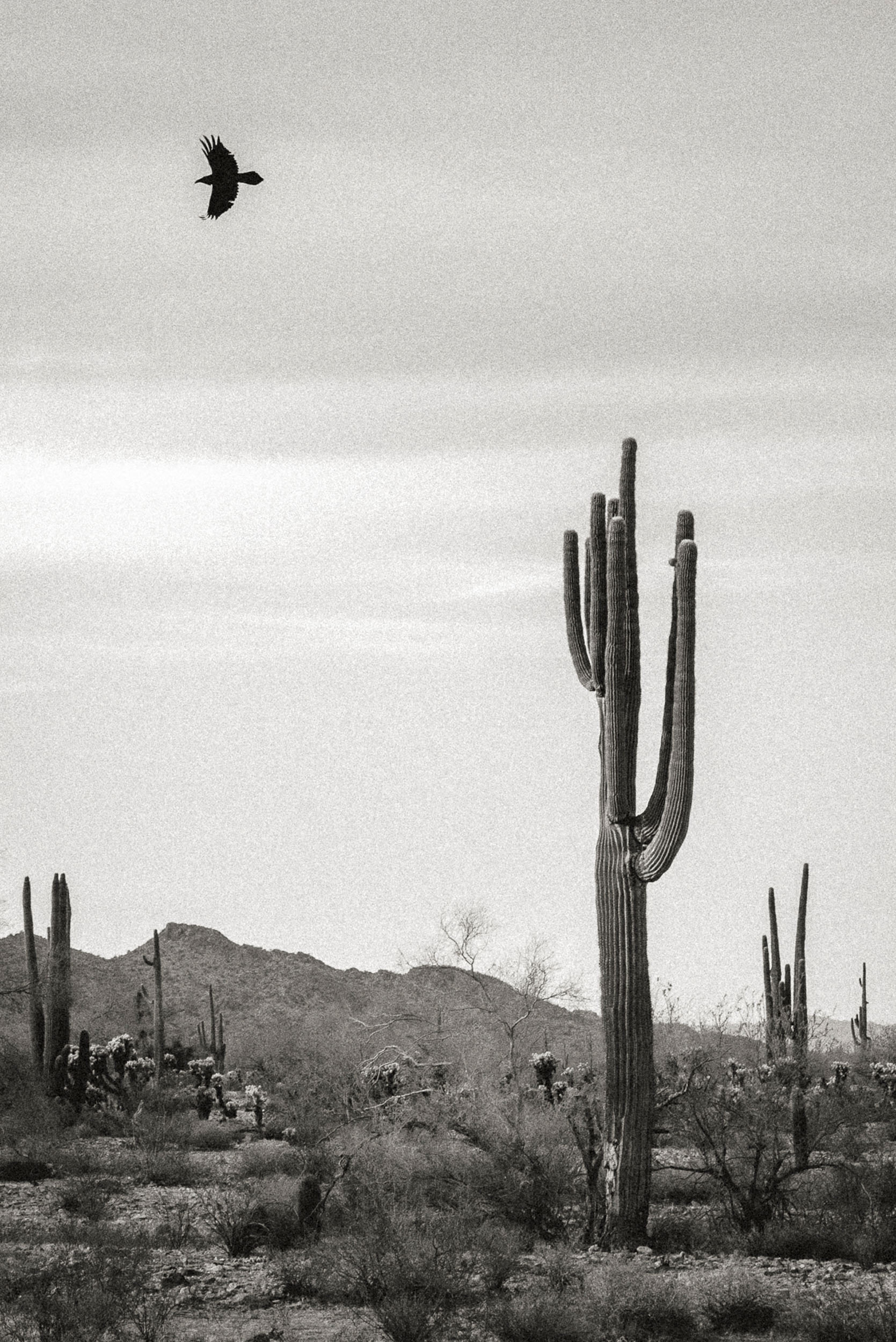 Black and white photo of Saguaros, White Tank Mountains and bird in flight.