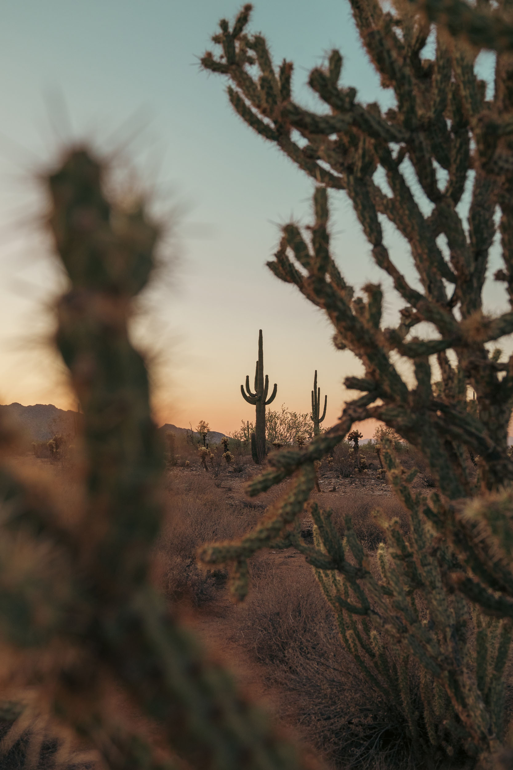 Saguaro framed by cholla cactus in the White Tank Mountains.