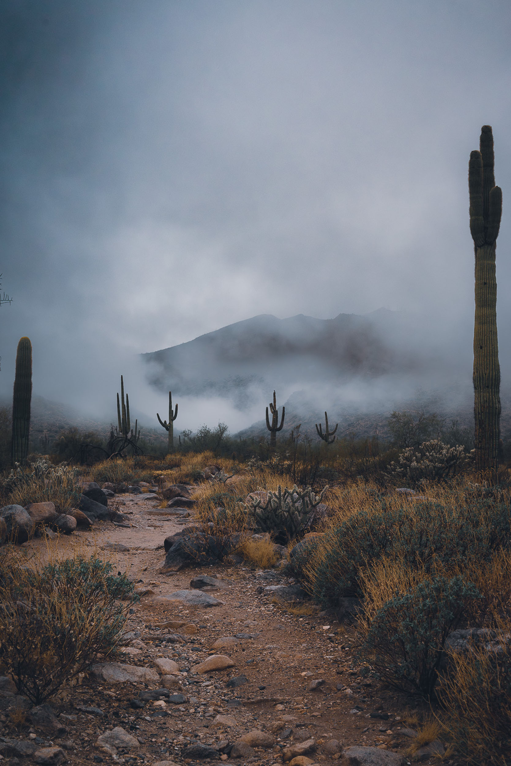 Gloomy desert hiking trail with low rain clouds and Saguaro cactus.