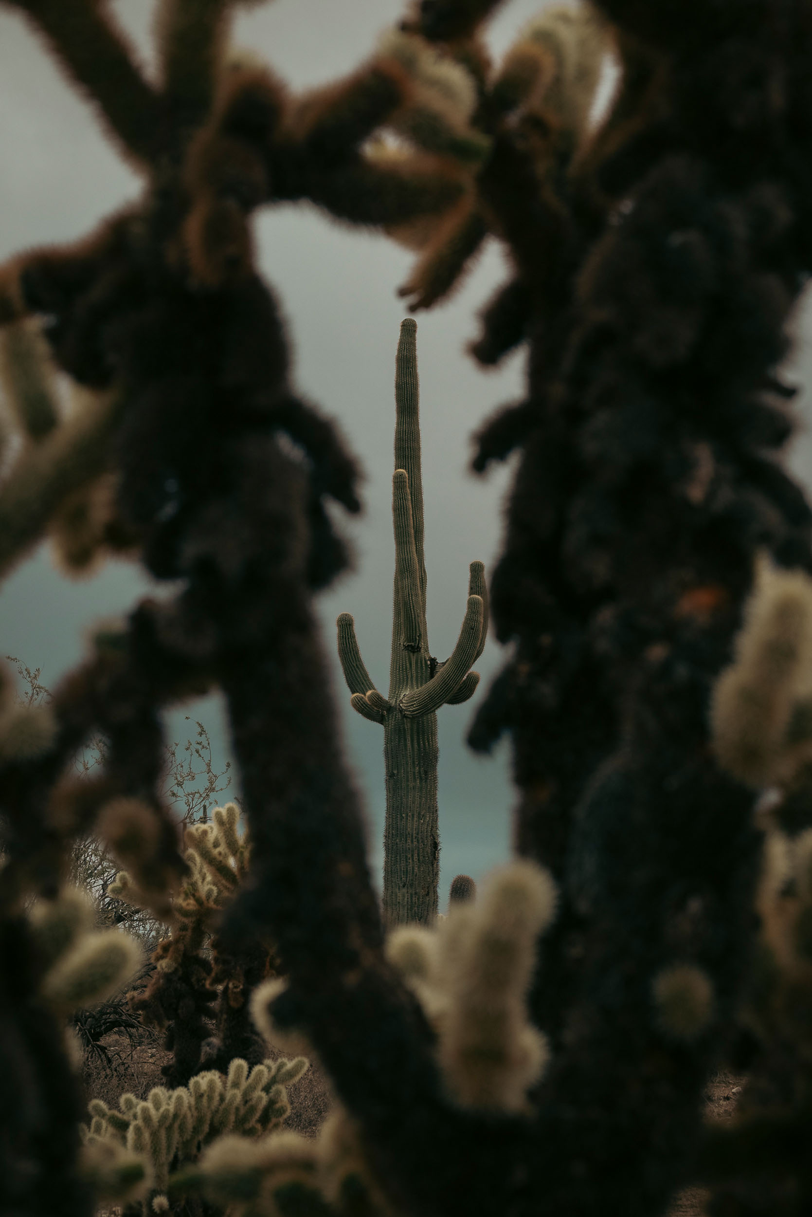 Saguaro cactus framed by rugged cholla cactus.