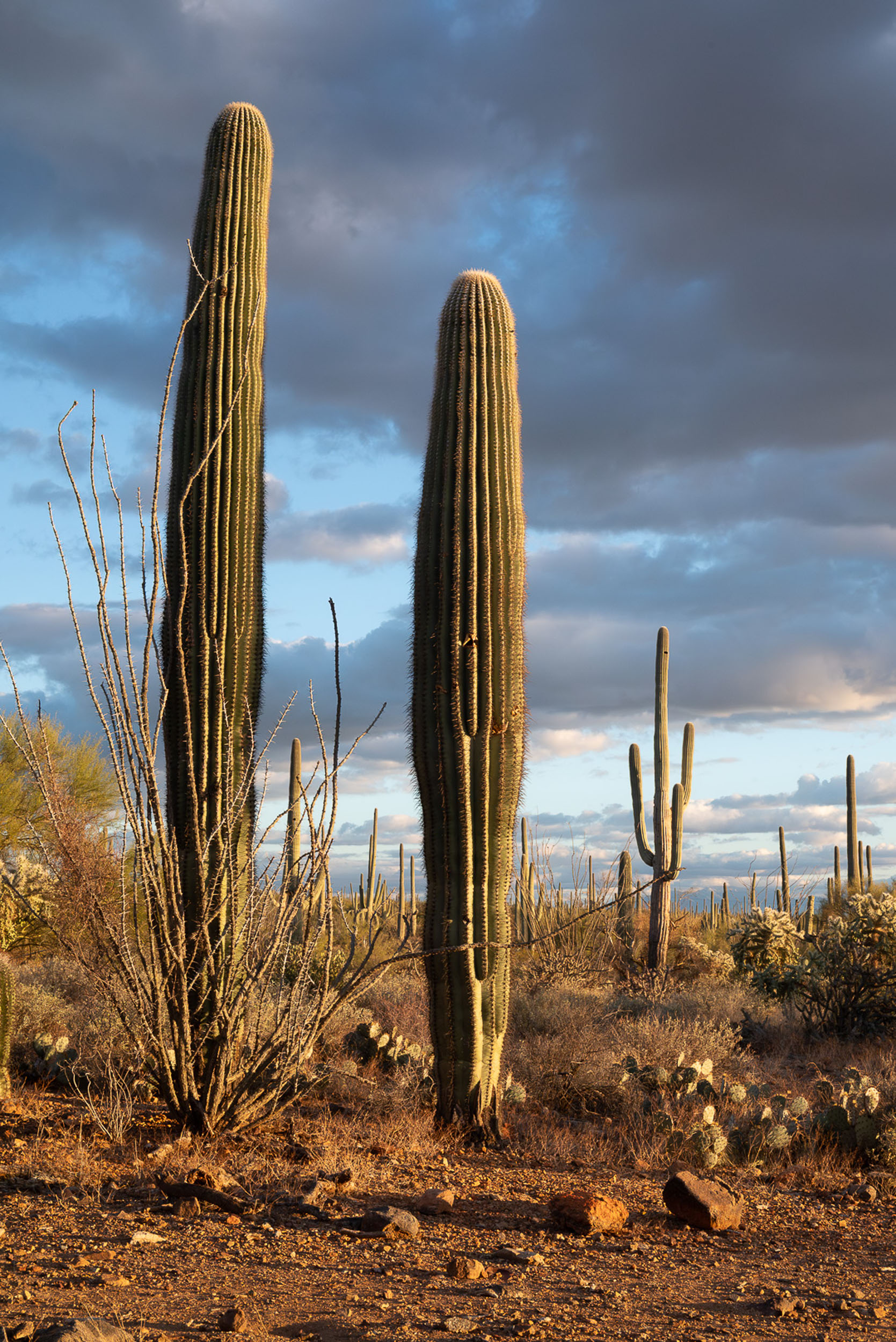 Desert landscape of saguaro cactus, ocotillo and shrubbery illuminated at golden hour with layers of clouds in the sky.