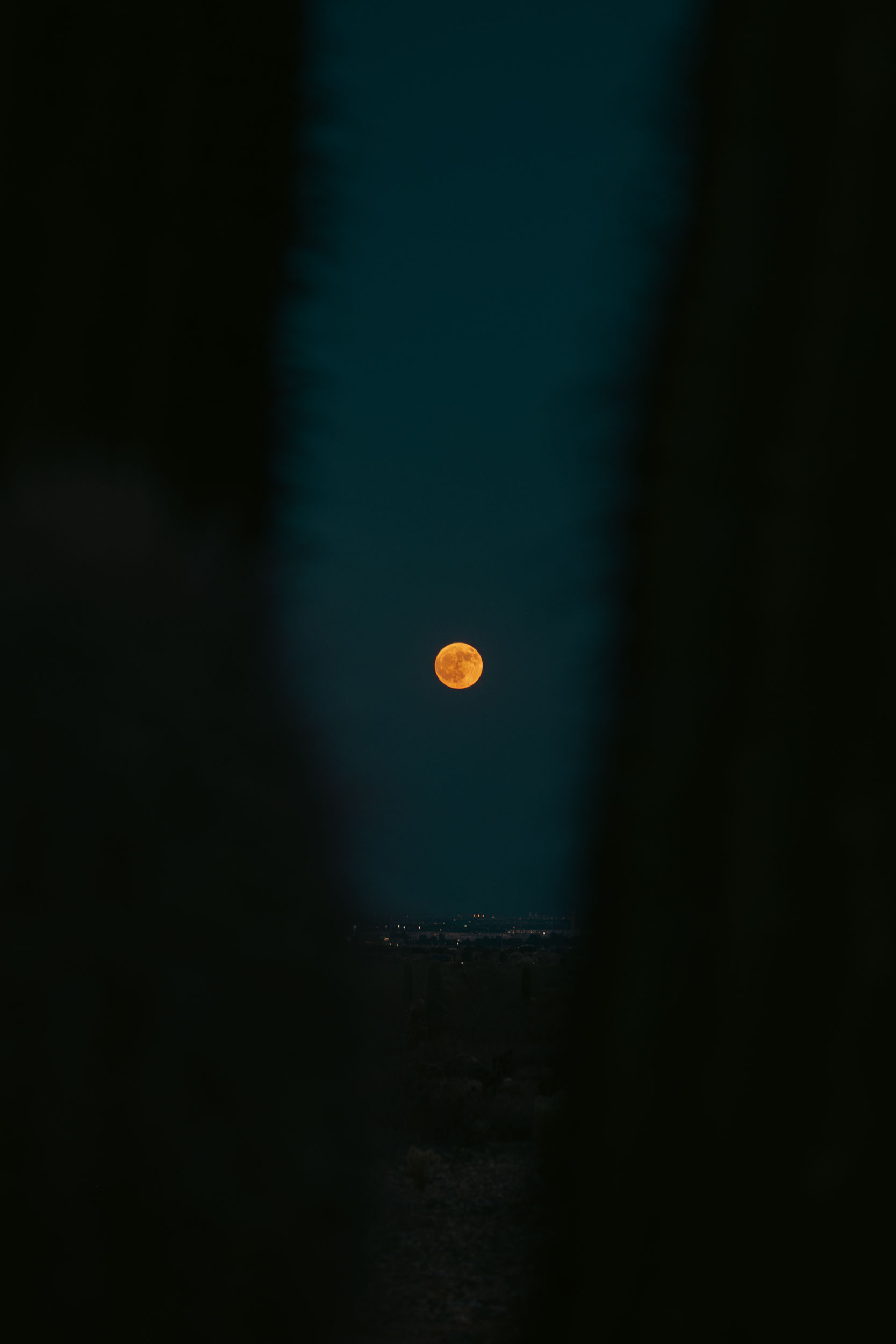 Full moon rising in the desert framed by cactus.