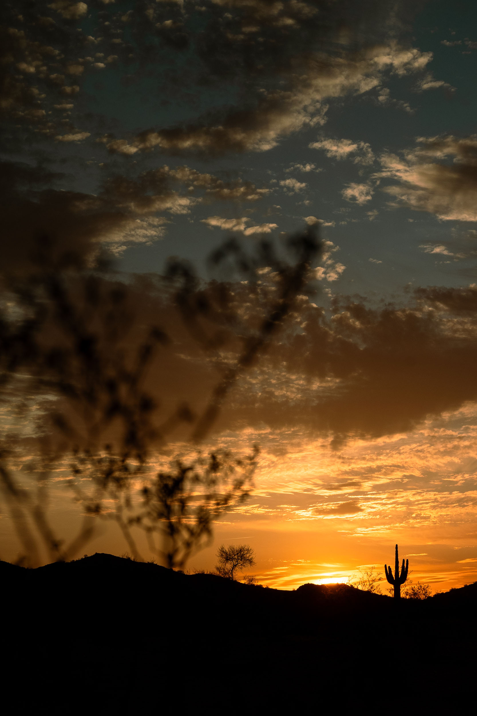 Desert sunset with creosote in the foreground and mountains and saguaro silhouette in the backdrop.