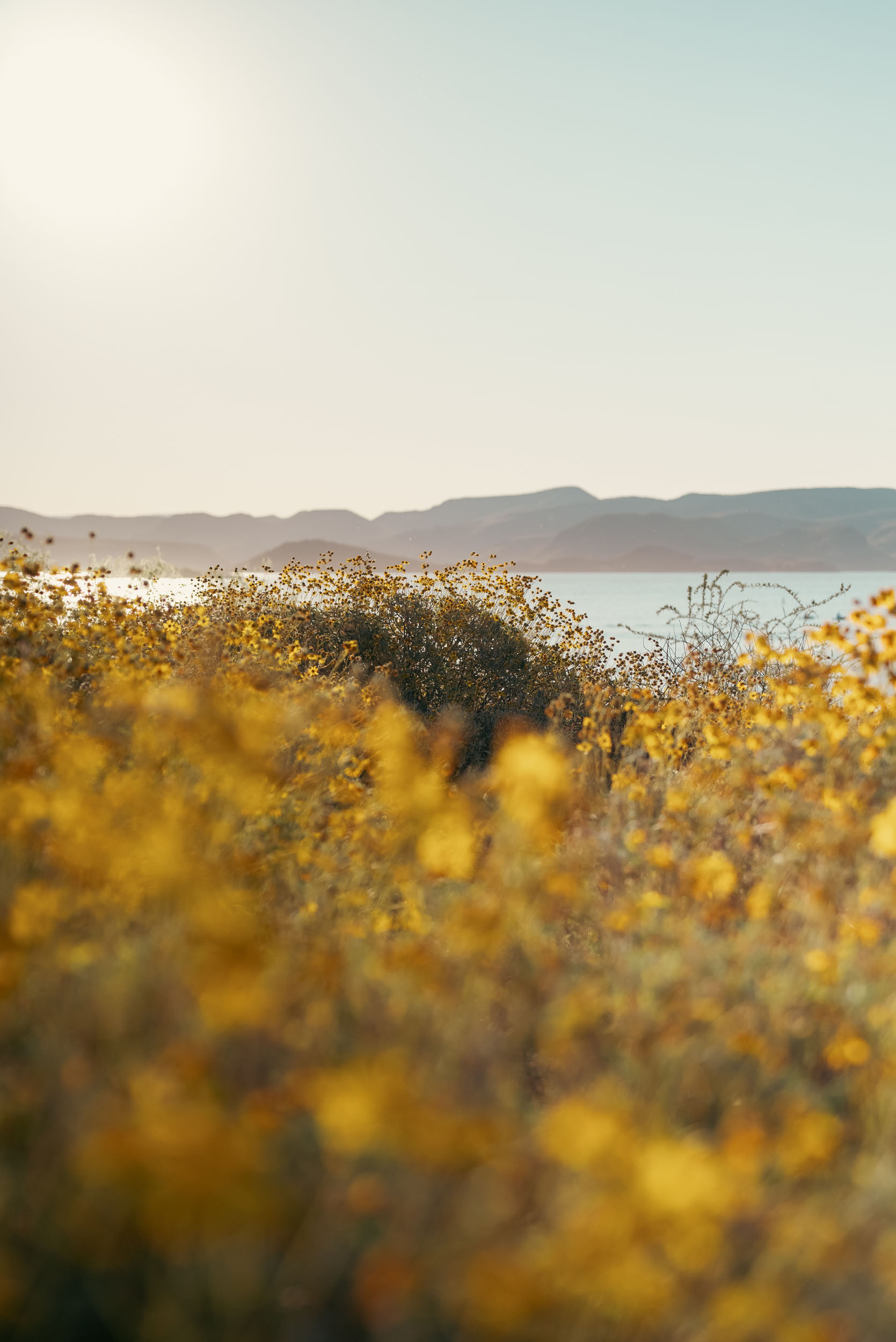 Wild flowers in the Southwest Arizona desert