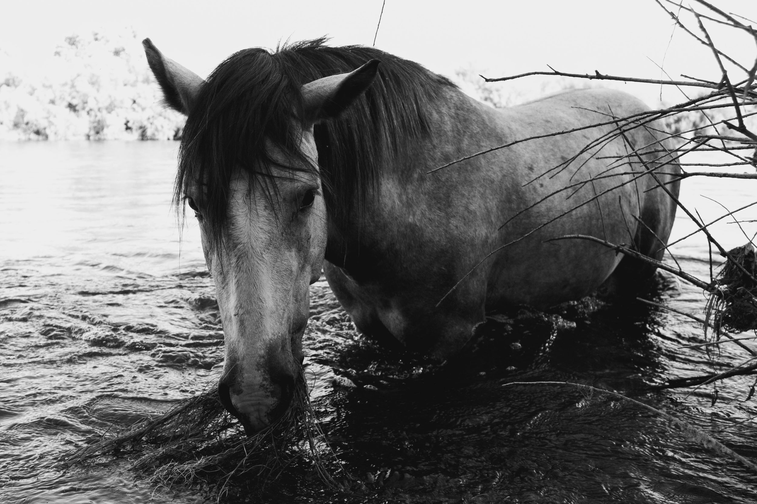 Black and white photo of an Arizona Salt River wild horse eating grass from the river.