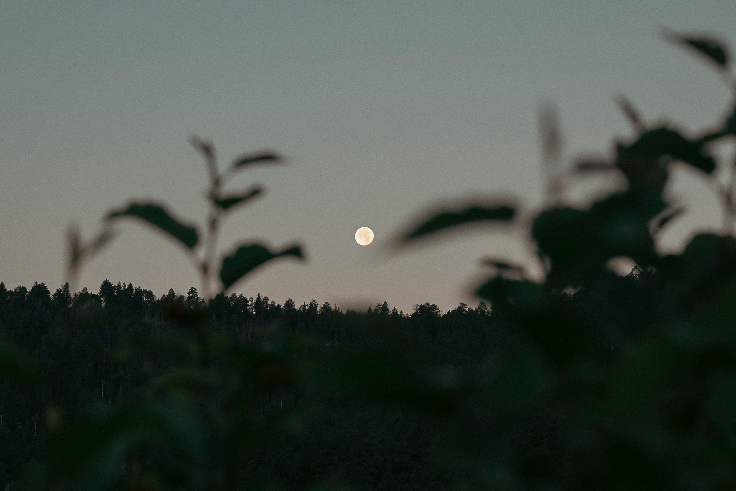 Moon and dawn over the mountains, Greer Arizona