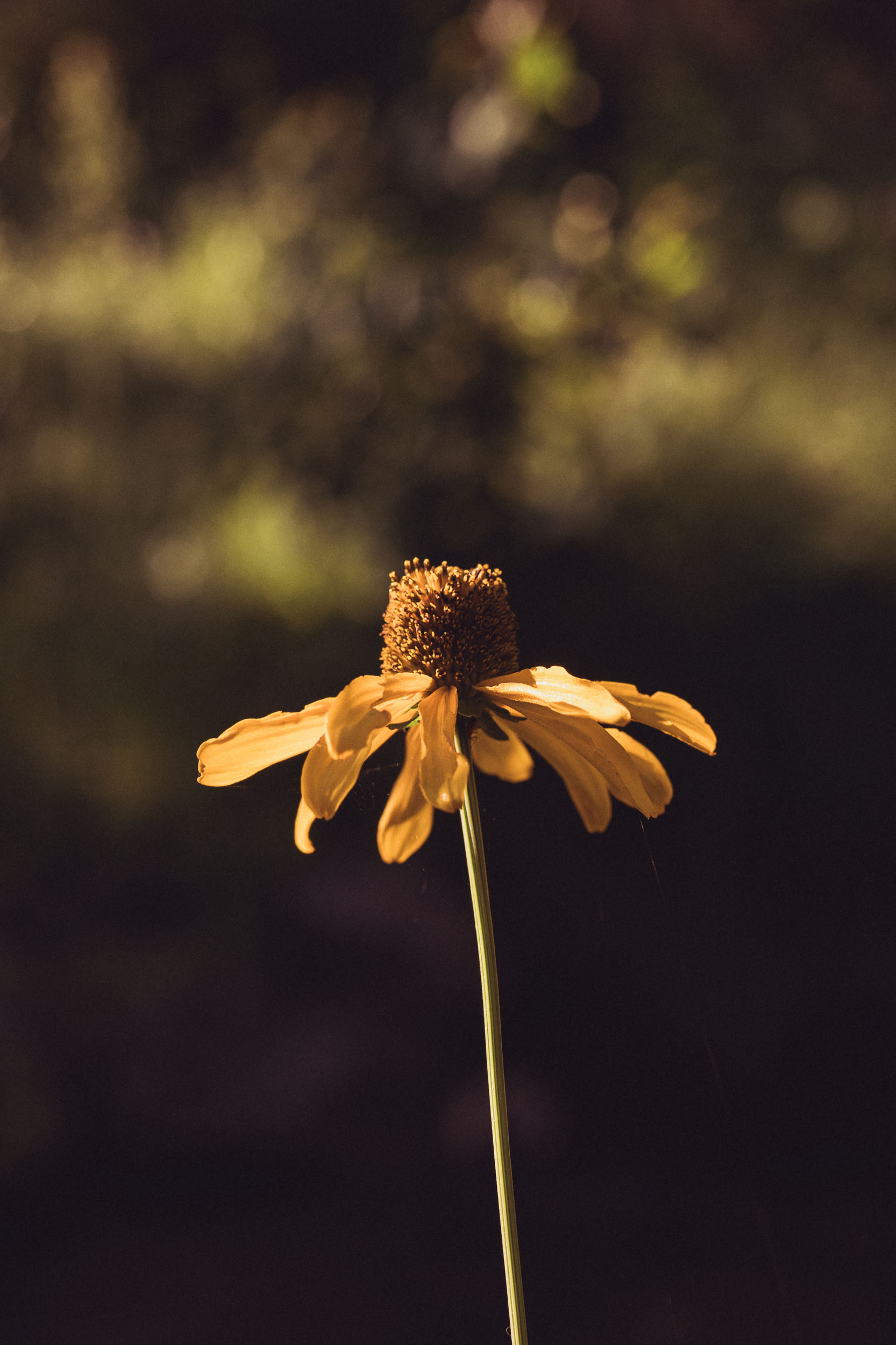 Black-eyed Susan flower illuminated by morning sunlight.