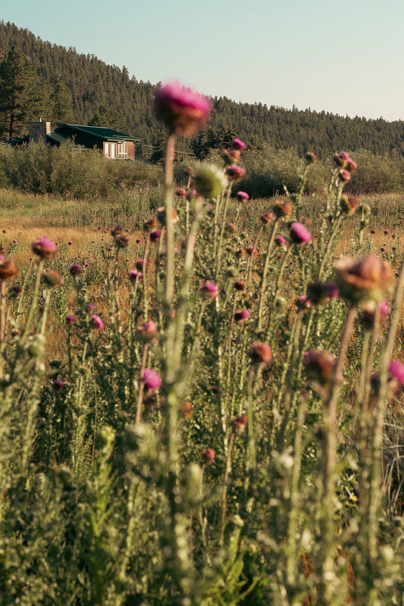 Morning in the meadow with layers of thistle in the foreground and a cabin against a hillside of pines in the backdrop.