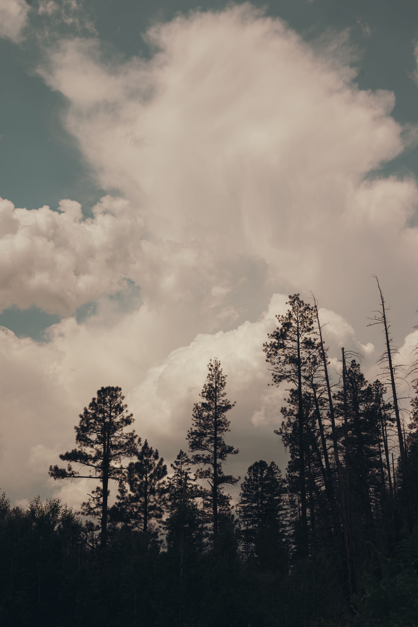 Cumulous storm clouds billowing over the pine trees in Greer, Arizona.
