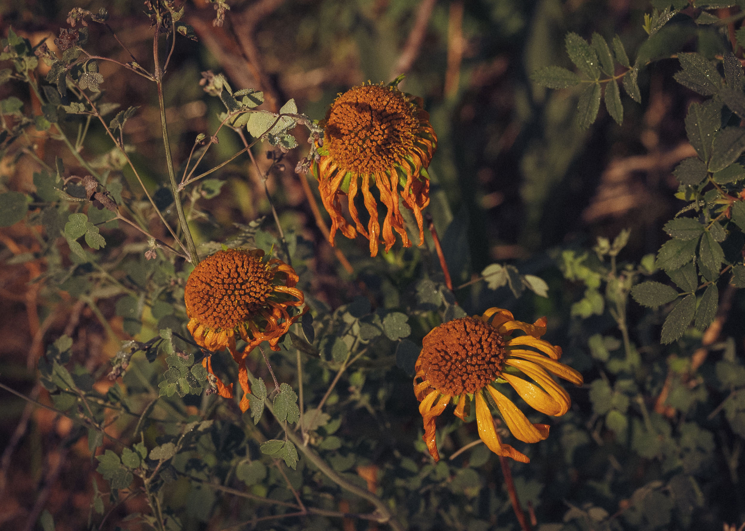 Wilting wild flowers with morning dew on the Government Springs trail.