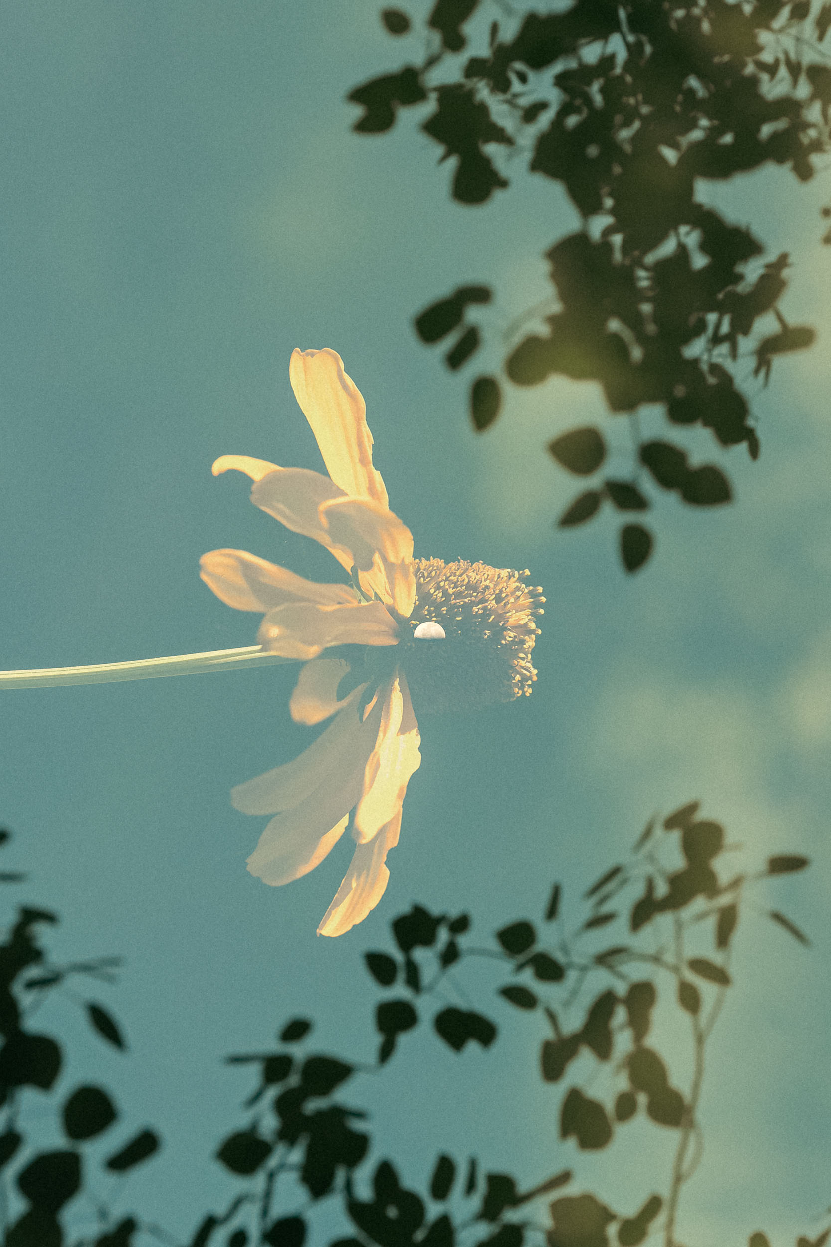 Arizona nature double exposure photography, Greer Arizona