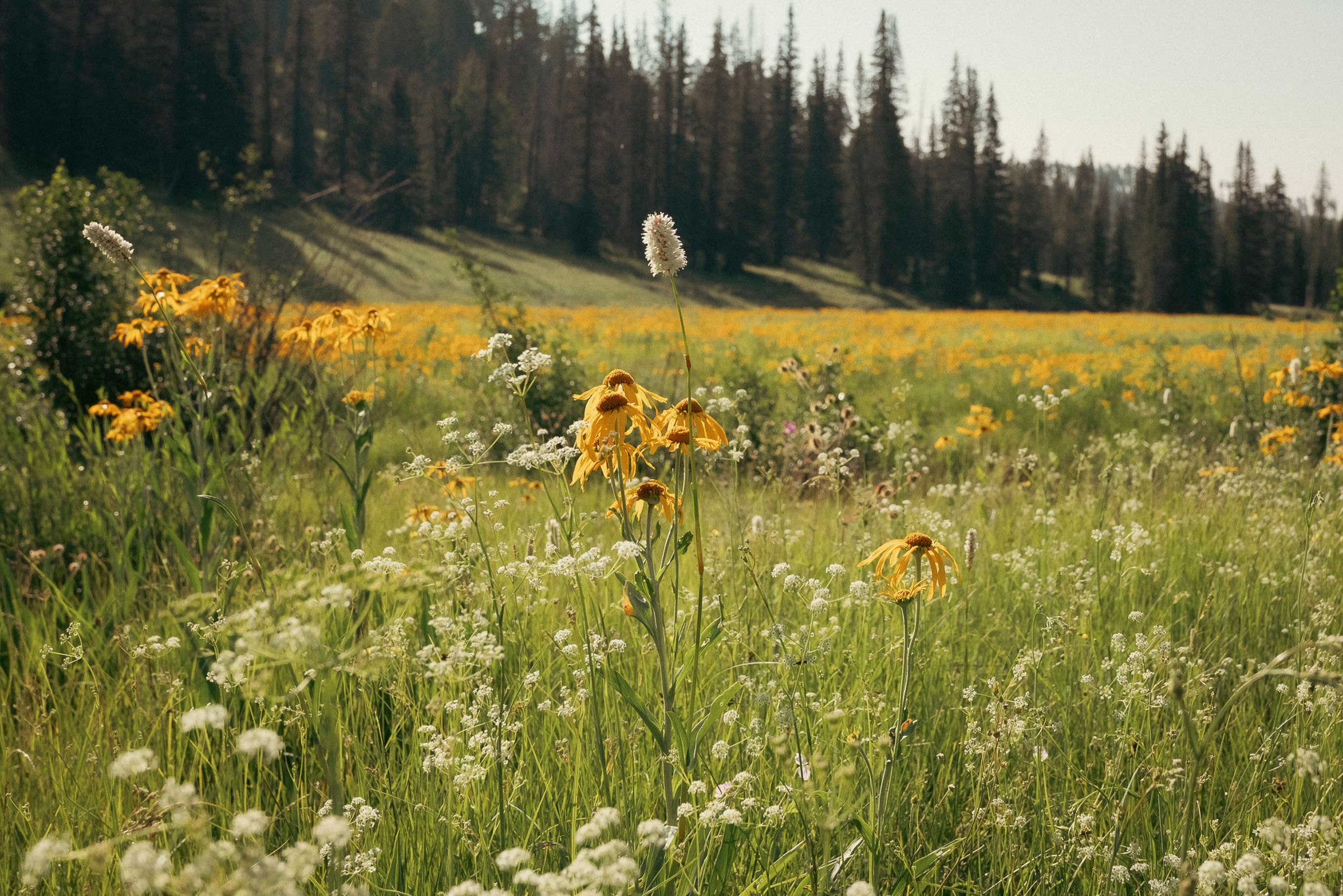 Meadow of wildflowers on West Baldy Trail in the White Mountains of Arizona.