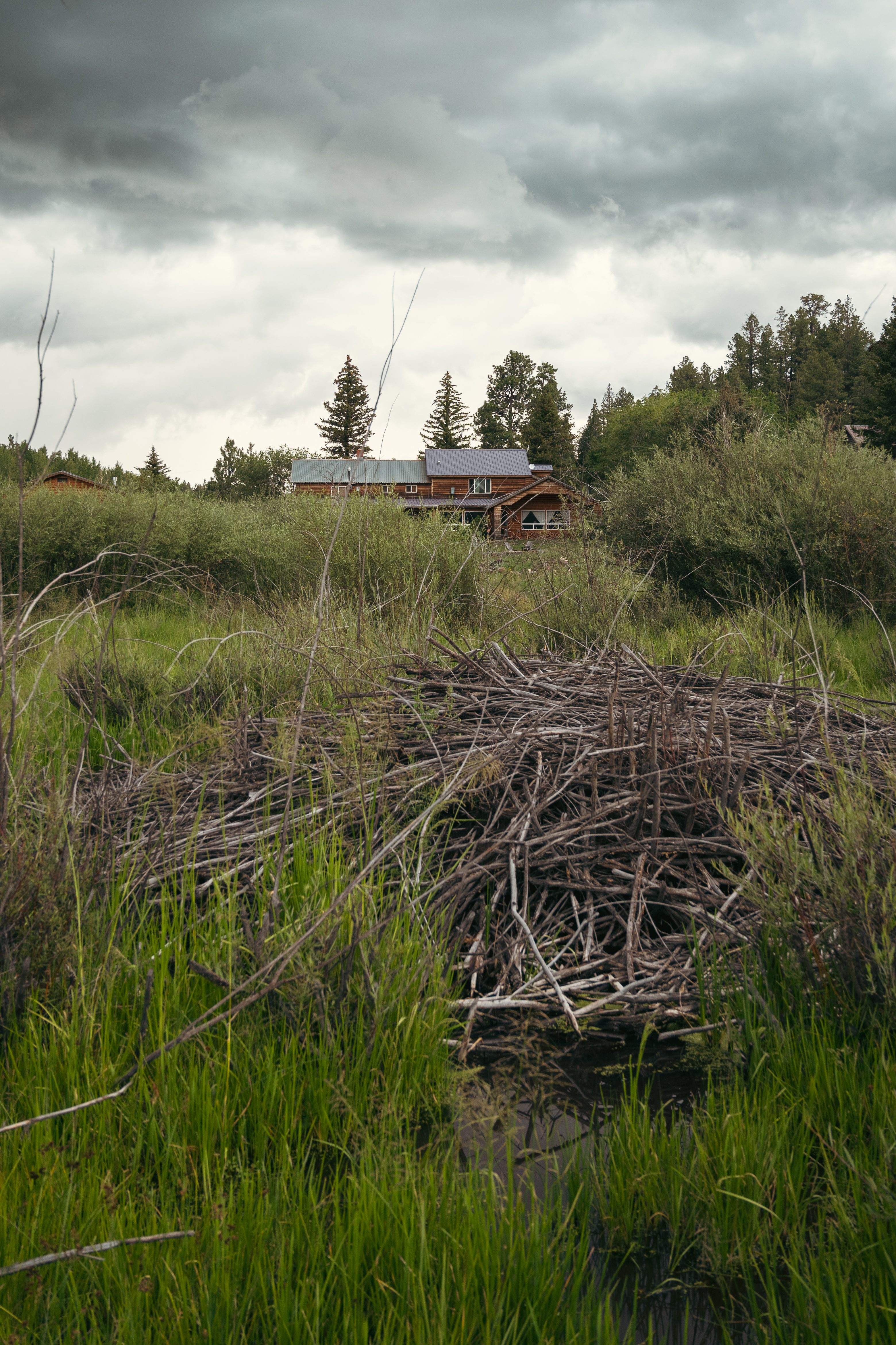 Beaver habitat with White Mountain Lodge in the background in Greer, Arizona.