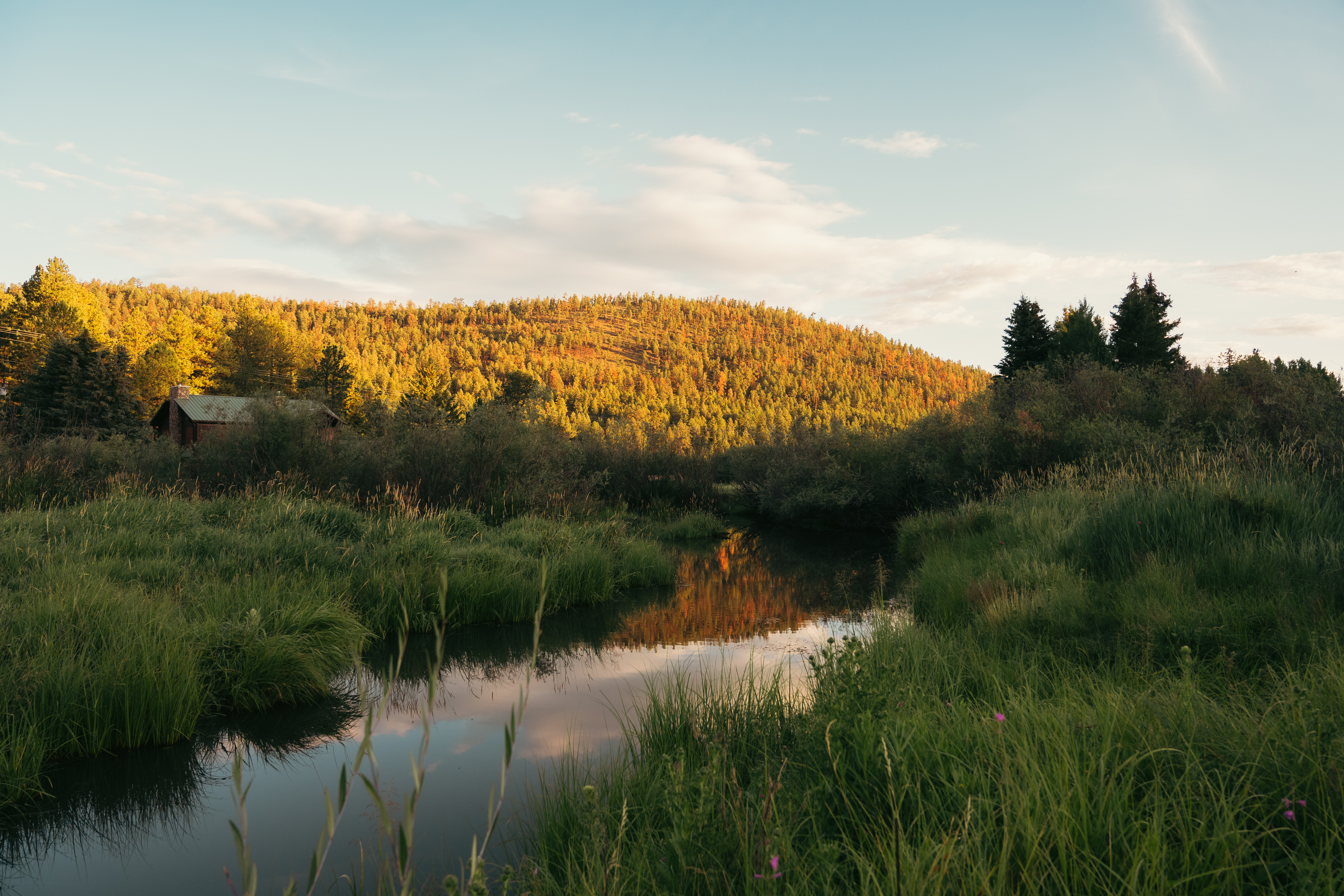 Little Colorado River in Greer Arizona at sunrise with golden light, cabin and forest meadow.