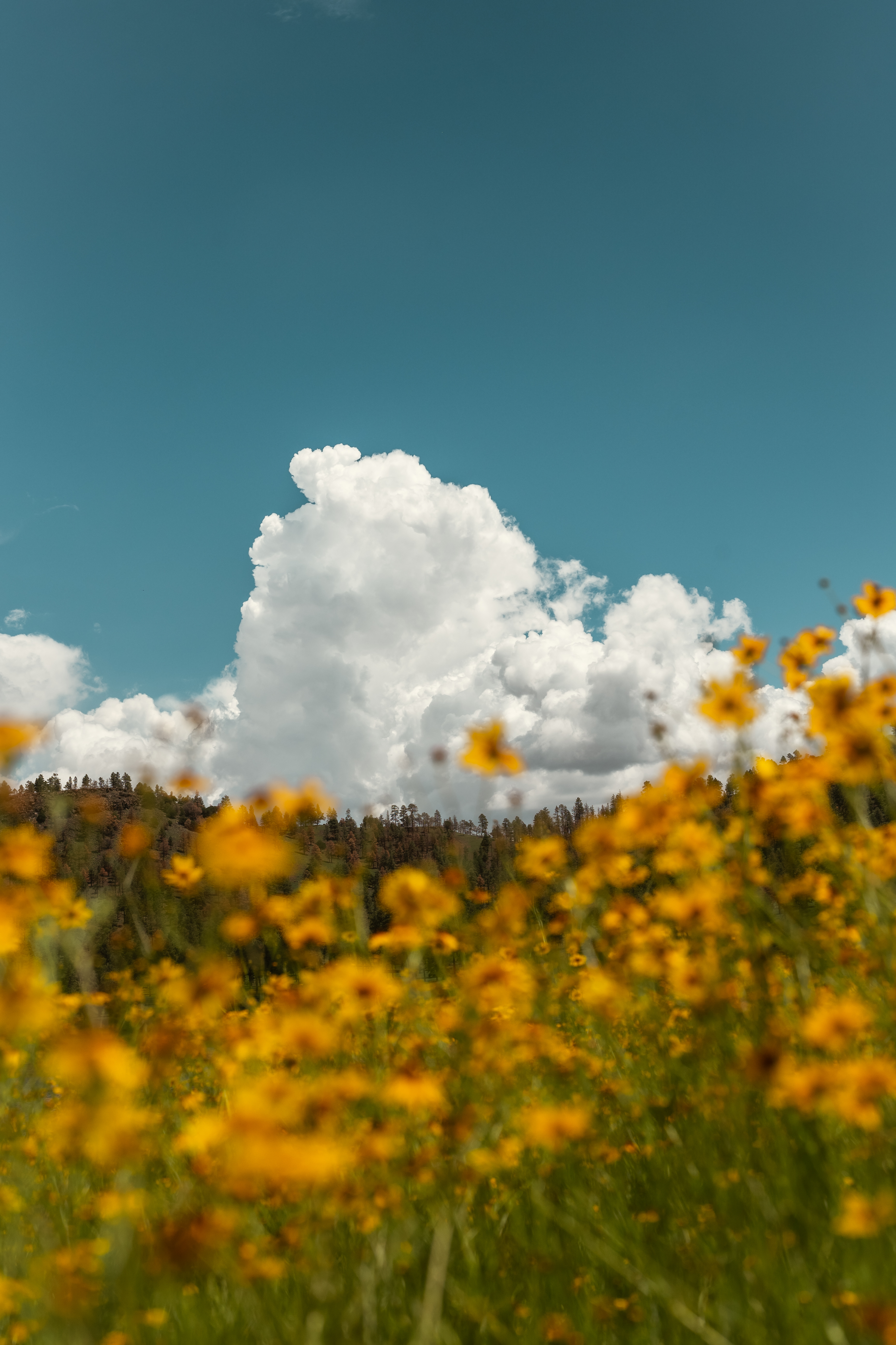 Yellow flowers in bloom at Reservoir Lake in Greer Arizona with clouds billowing in the sky.