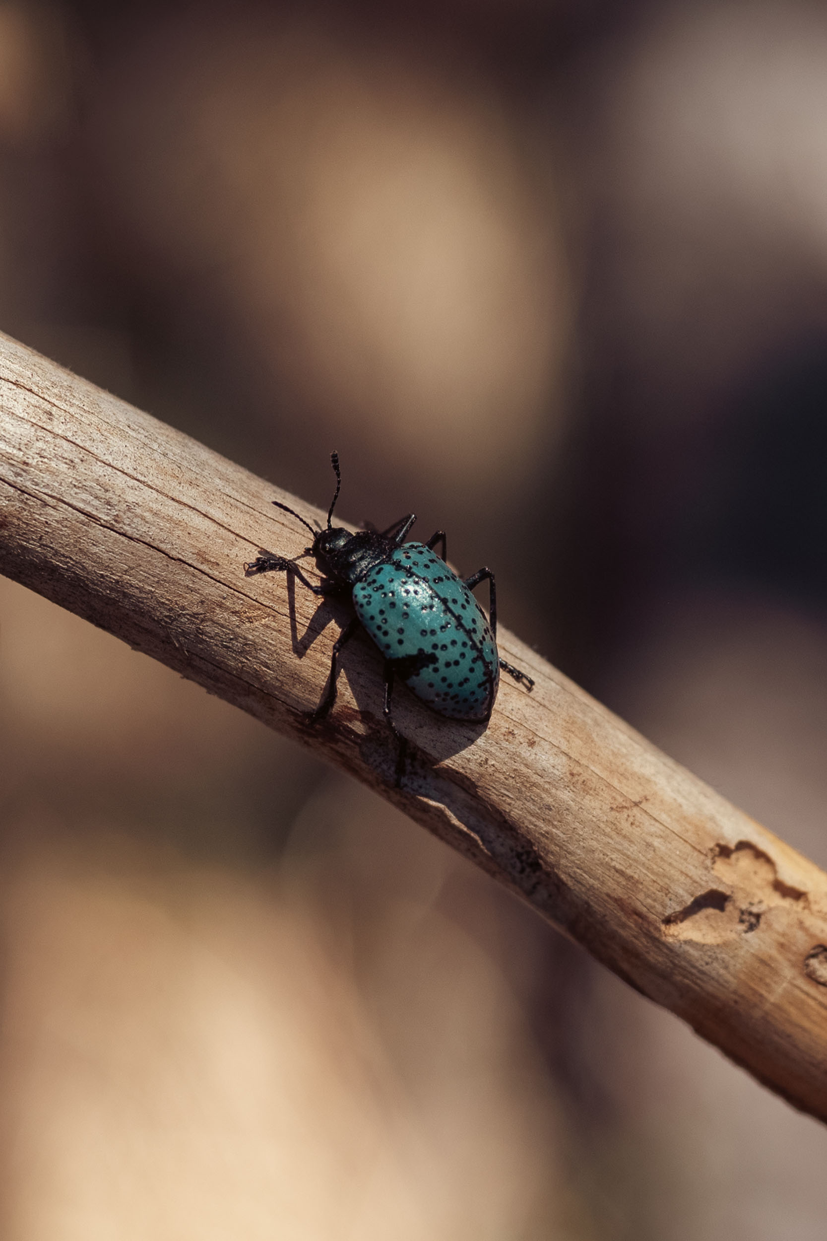 Blue Fungus Beetle in Northern Arizona.