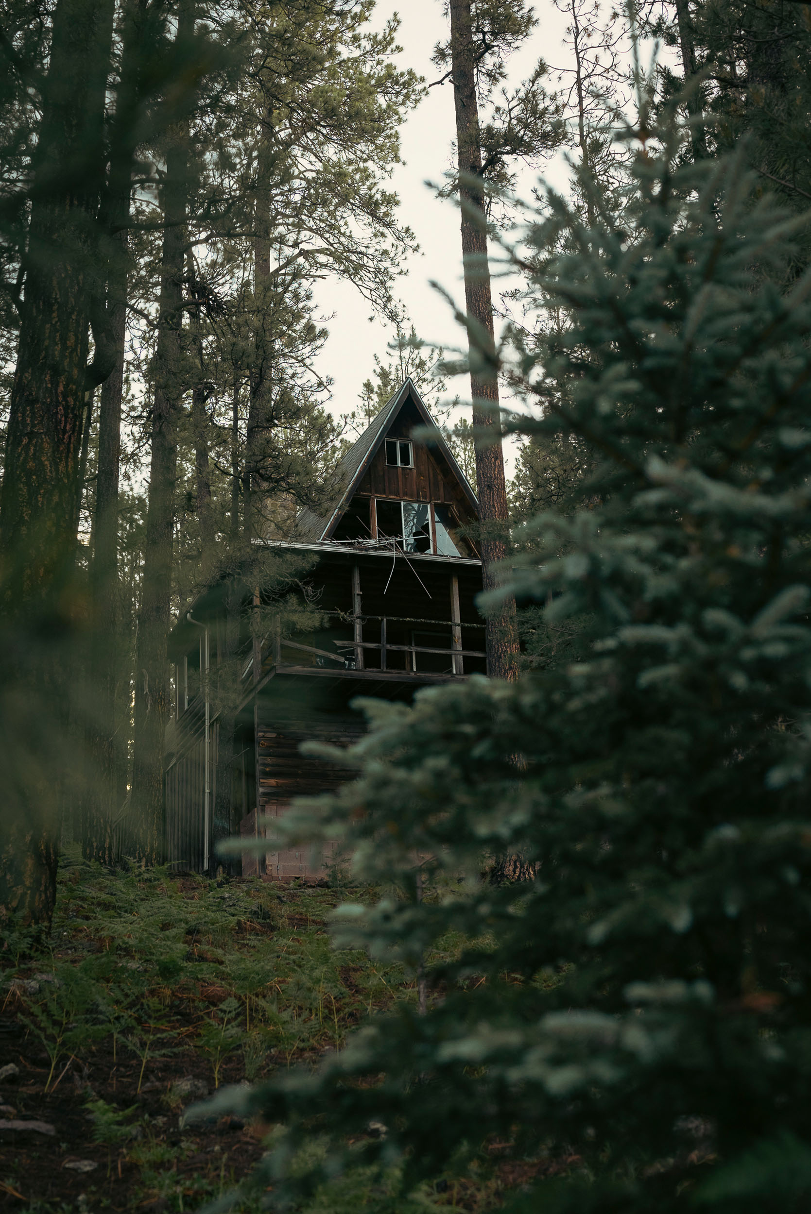 Abandoned cabin tucked in the forest of the White Mountains.