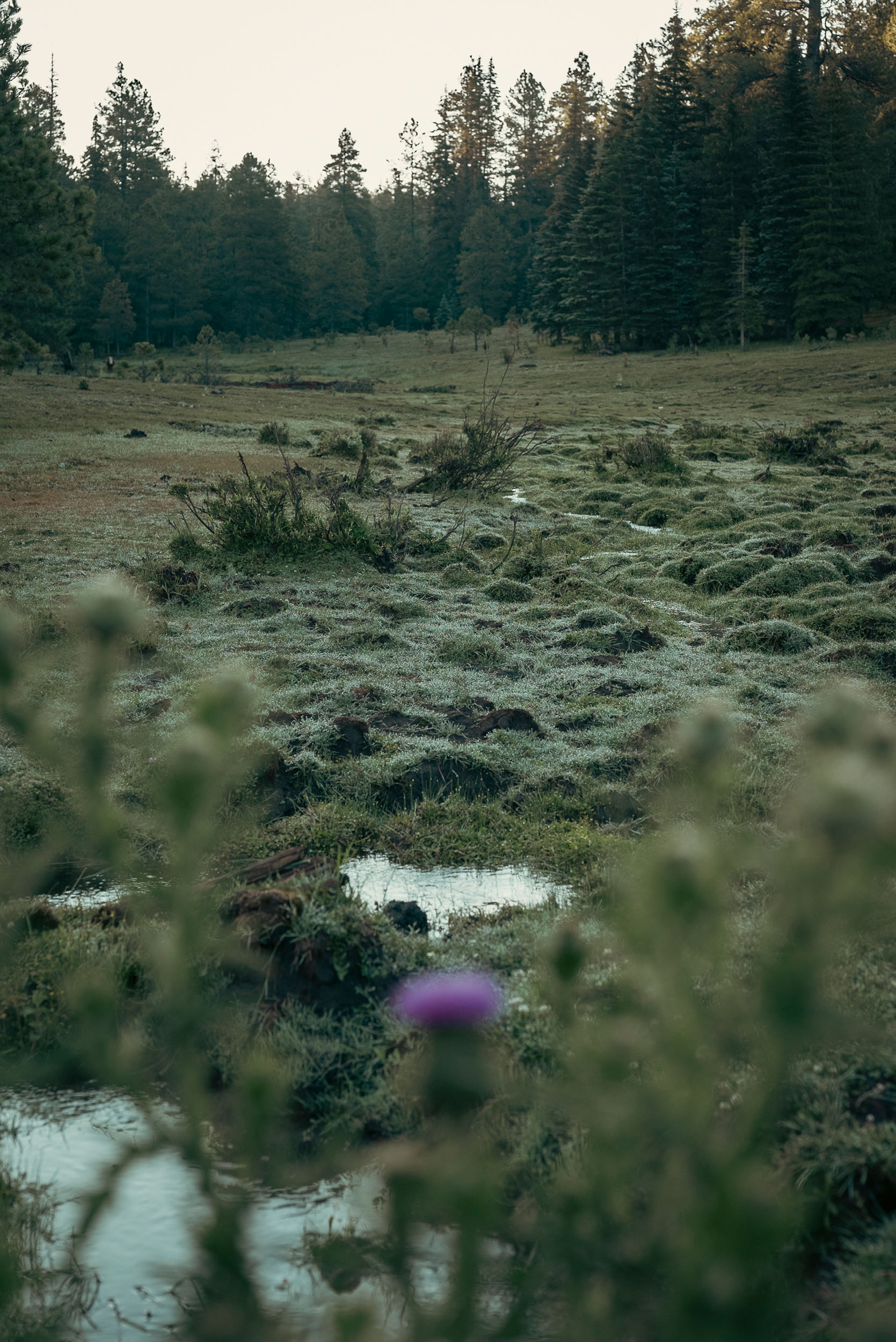 Early morning dew on the grassy meadow with stream and dense forest in the backdrop.