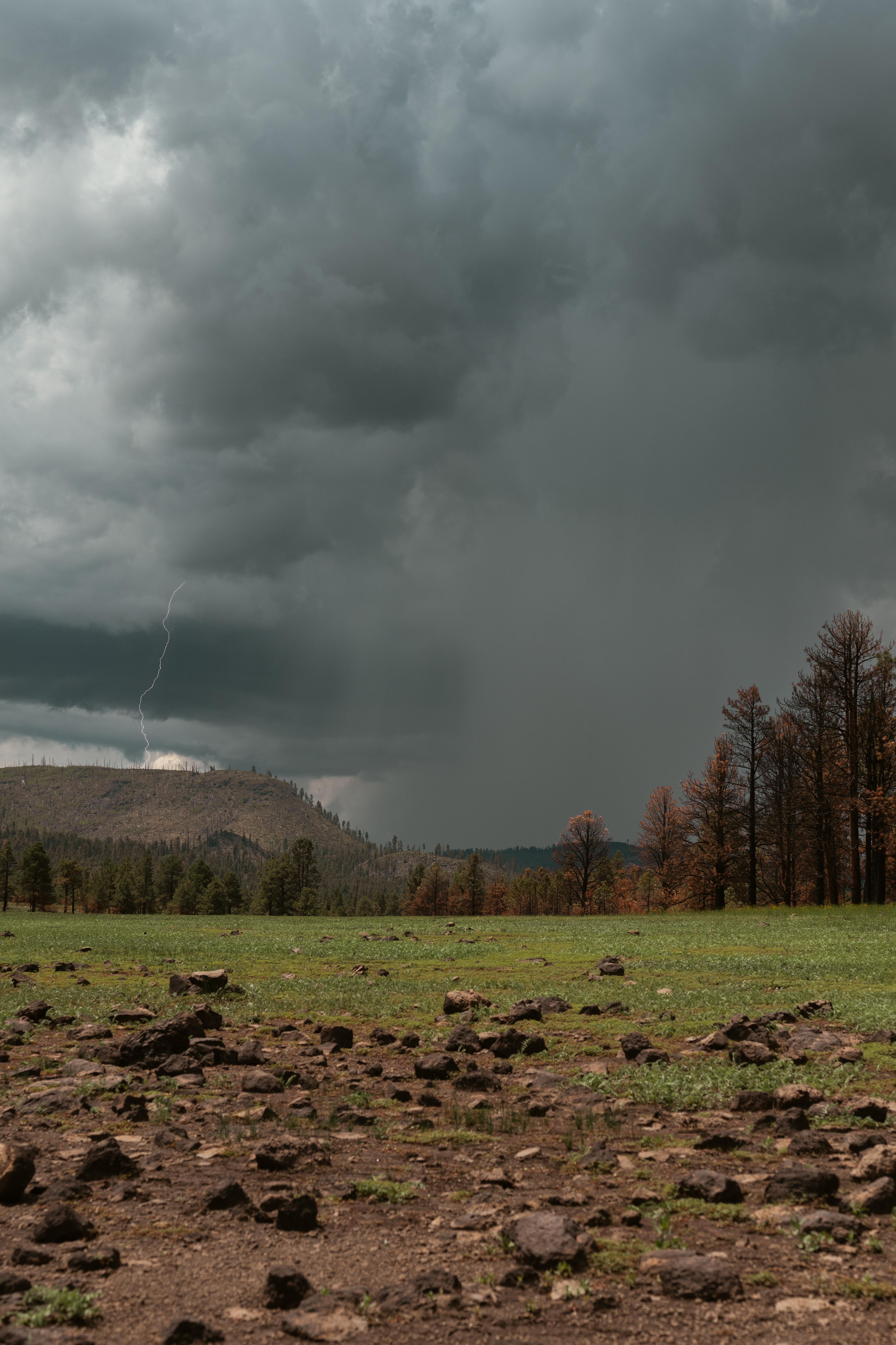 Lightning striking over Greer Arizona with storm clouds and forest.