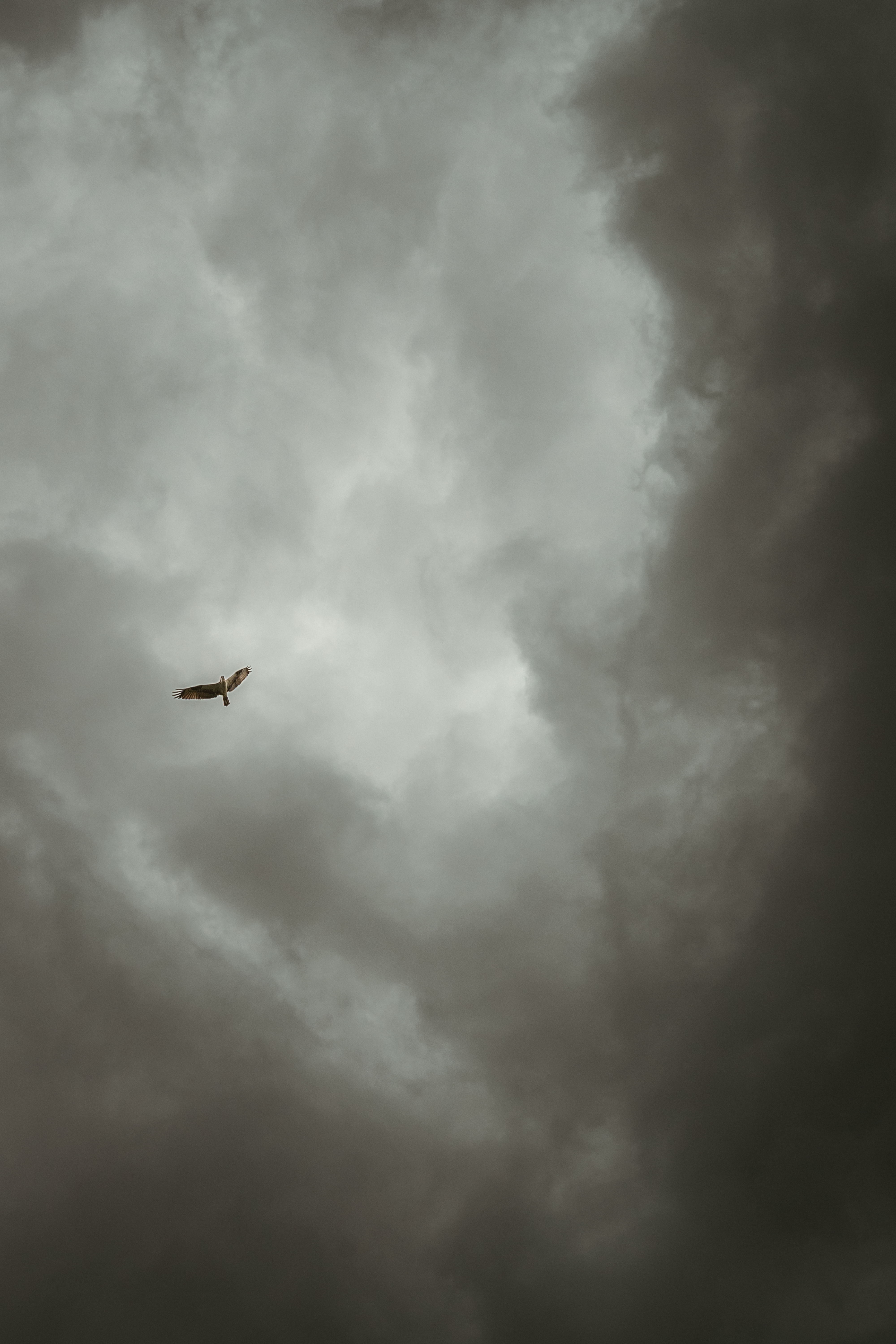Osprey soaring in storm clouds over Reservoir Lake Greer, Arizona.