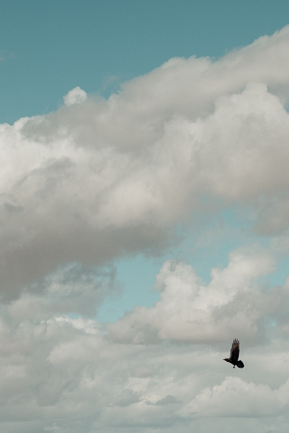 Raven soaring in the clouds.