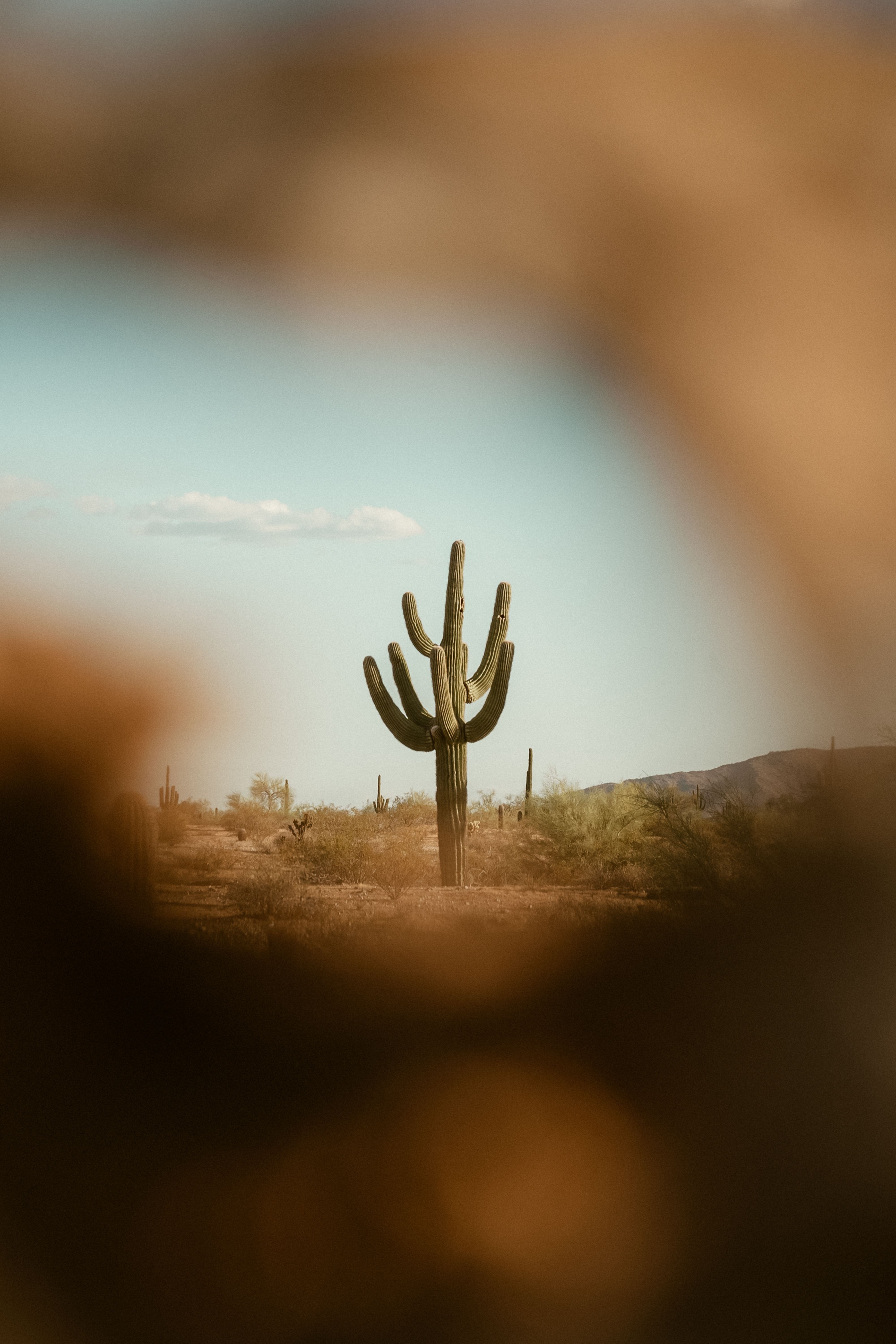 Saguaro Cactus framed by cholla skeleton near White Tank Mountain Regional Park, Arizona.
