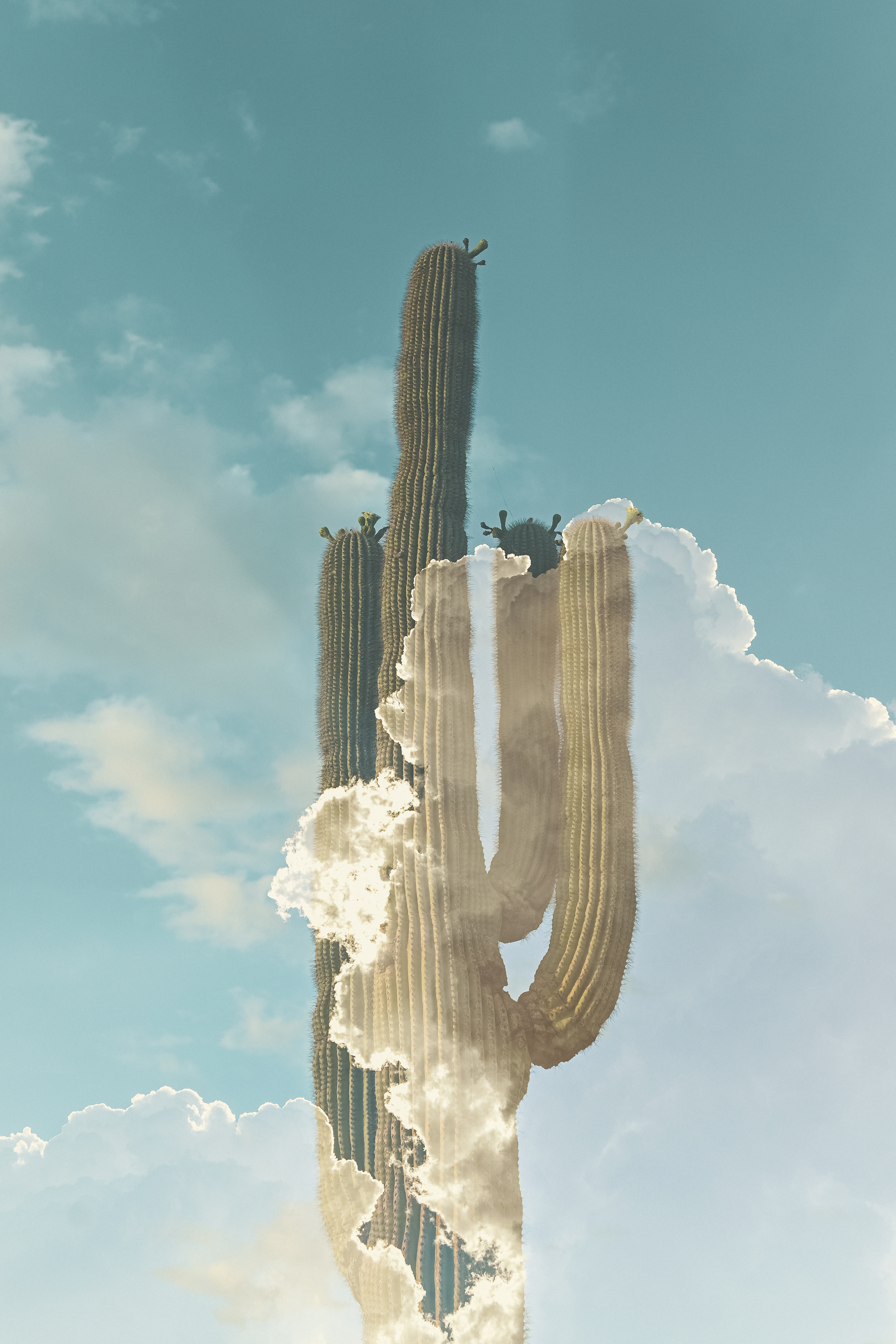 Double exposure image of Saguaro cactus and clouds.