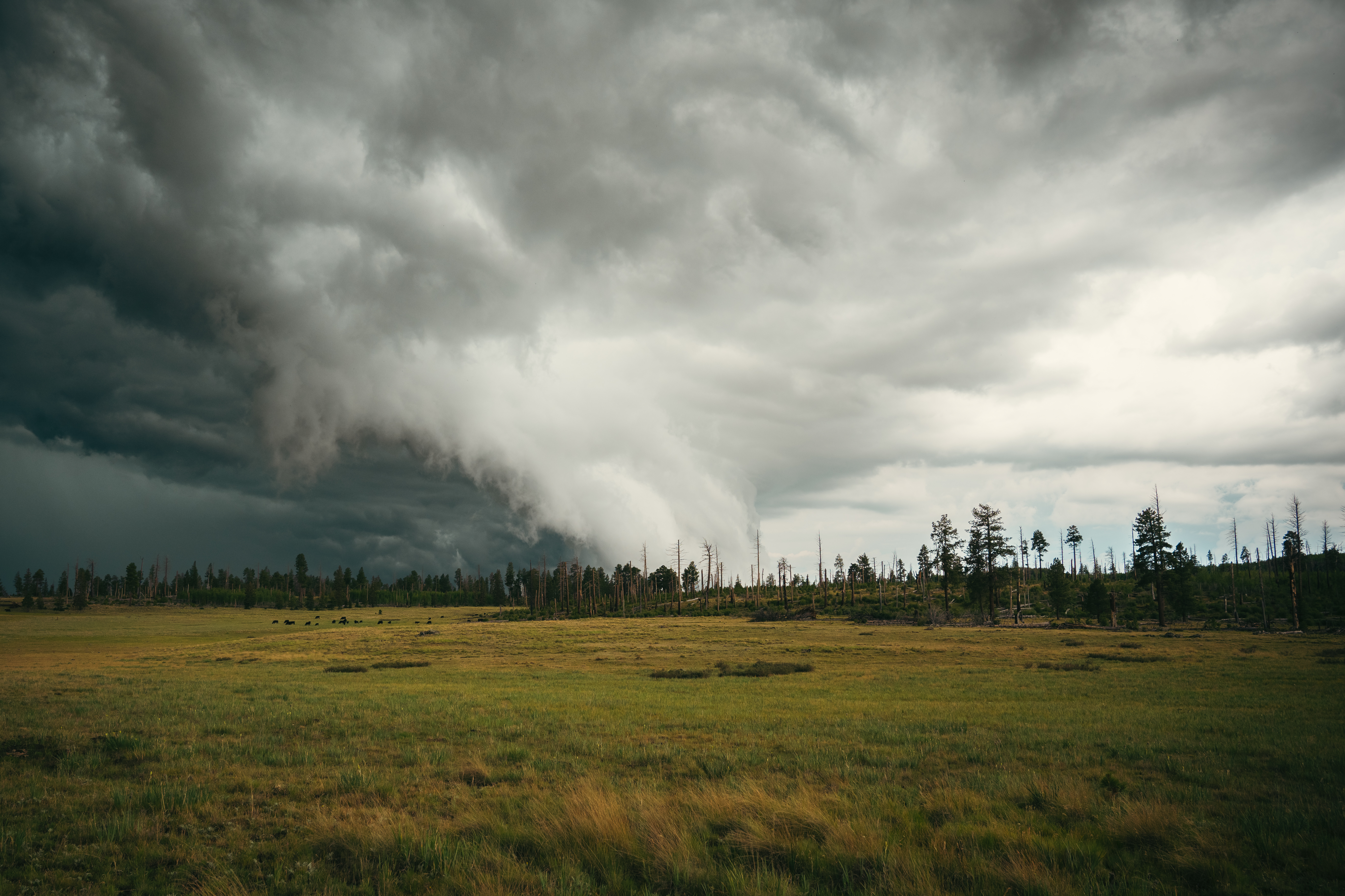 Large storm cell moving over meadow in the Mount Baldy Wilderness in Arizona.