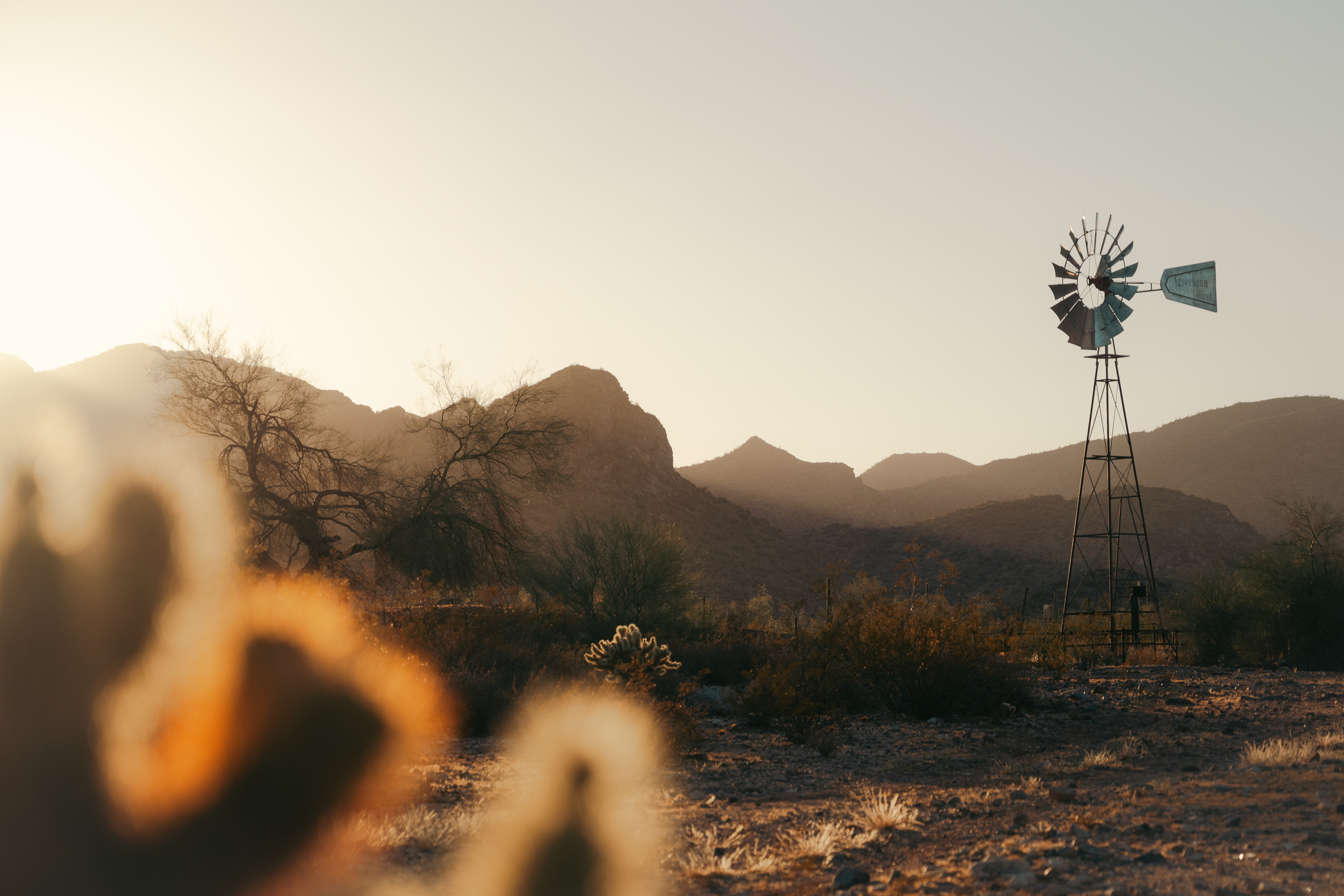 Golden our at the White Tank Mountain Regional Park in Maricopa County Arizona.
