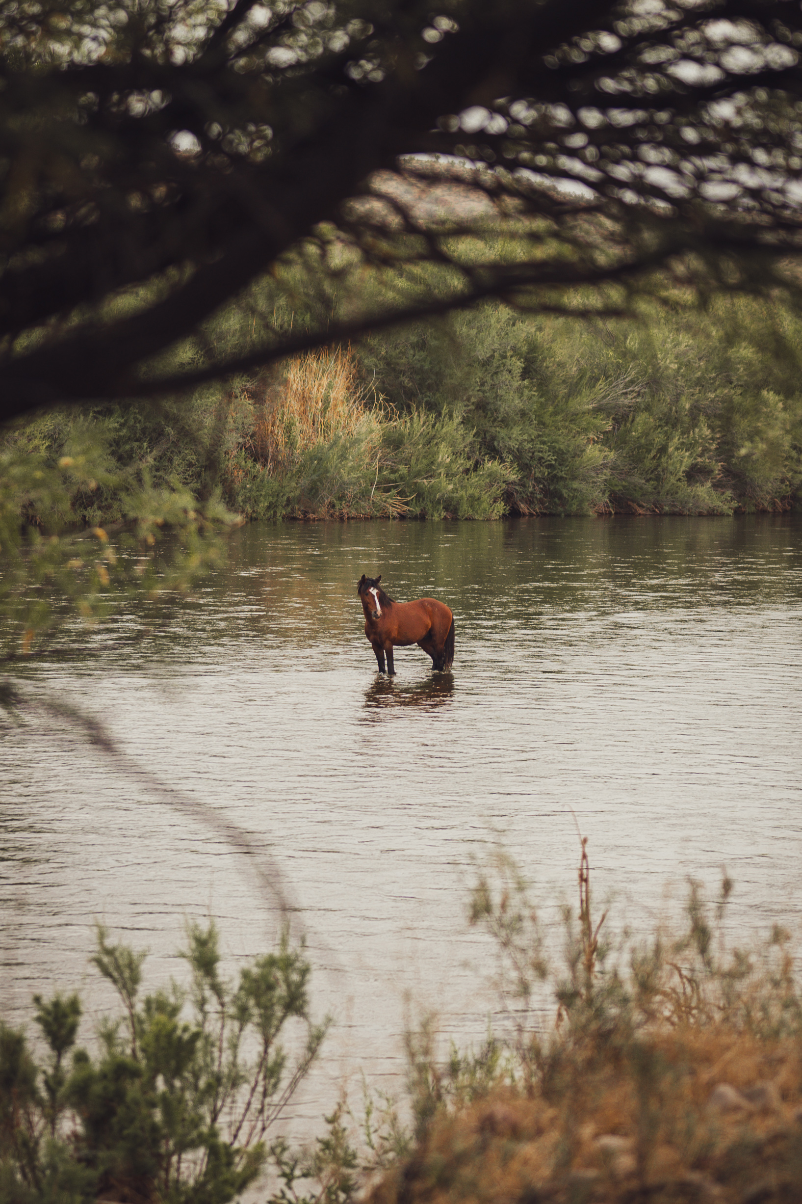 Salt River Wild Horse crossing river at Coon Bluff in Tonto National Forest Arizona.