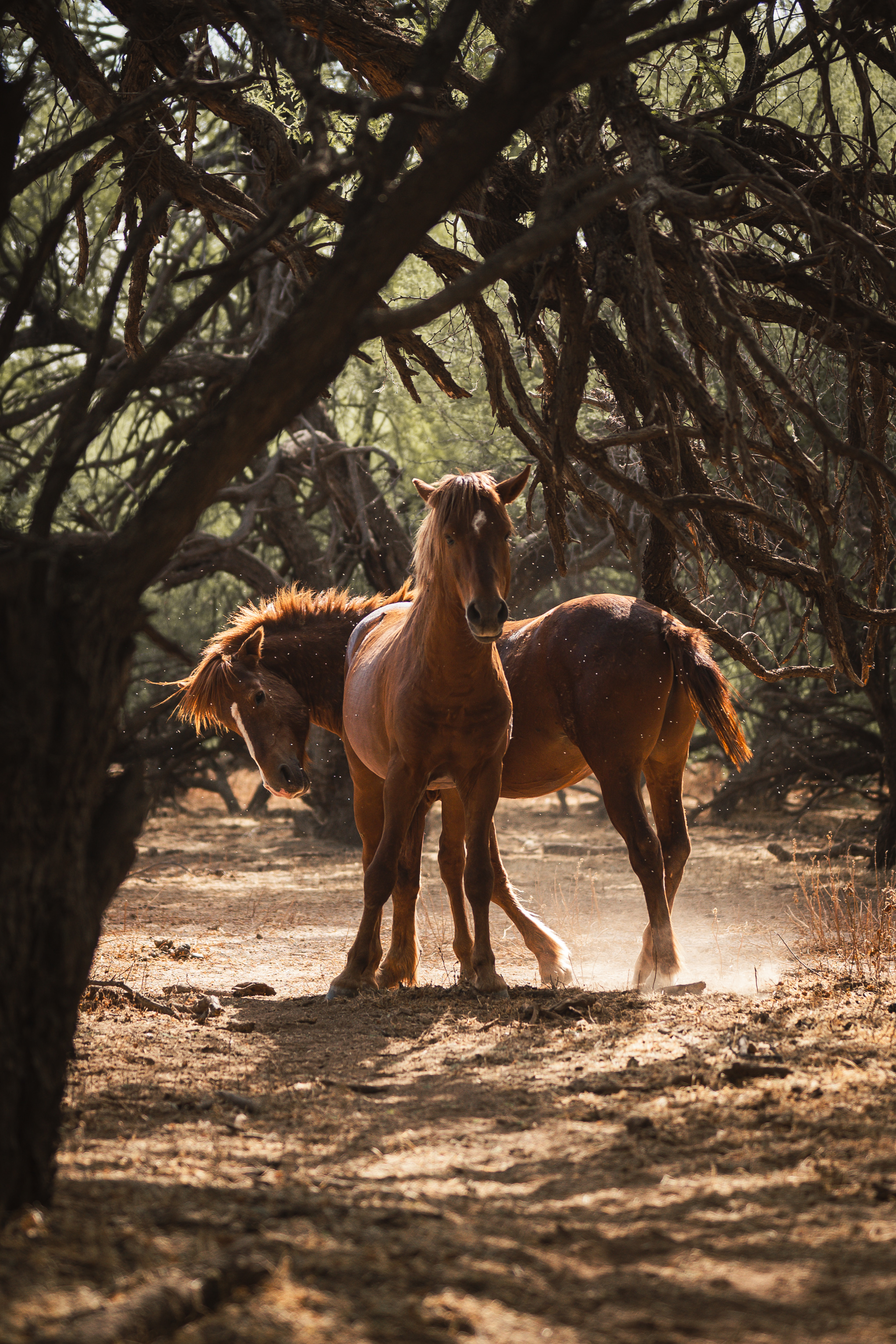 Two Salt River Wild Horses basking in sunlight surrounded by a Mesquite Forest at Coon Bluff in the Tonto National Forest Arizona.